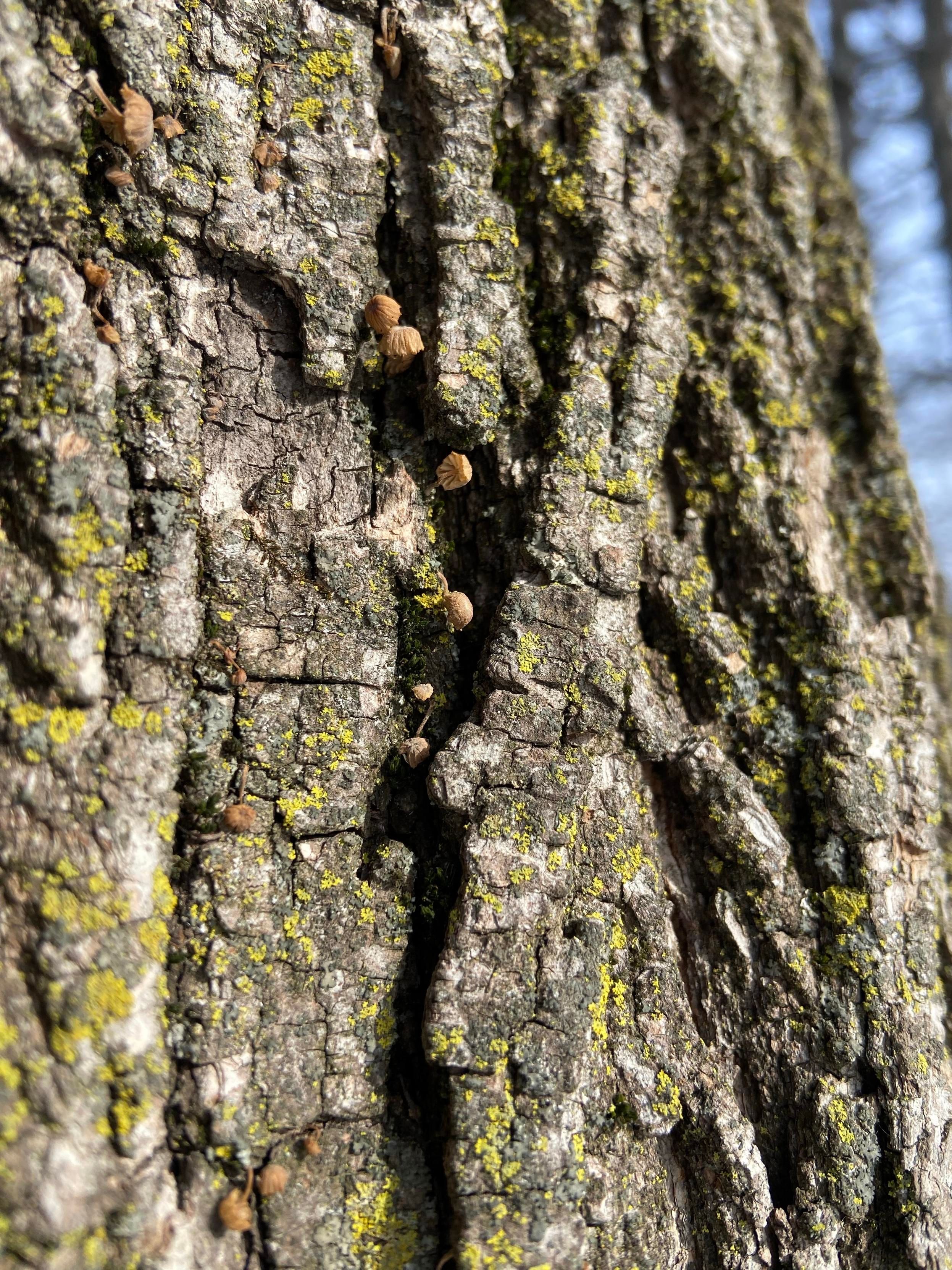 A thick crusty tree trunk in the sun, dotted with bits of lichen, and with some tiny mushrooms growing out of a deep crack. They are small capped mushrooms with slender stems, wilted and frozen. One is frozen sideways in a way that gives us a view of the gills. 