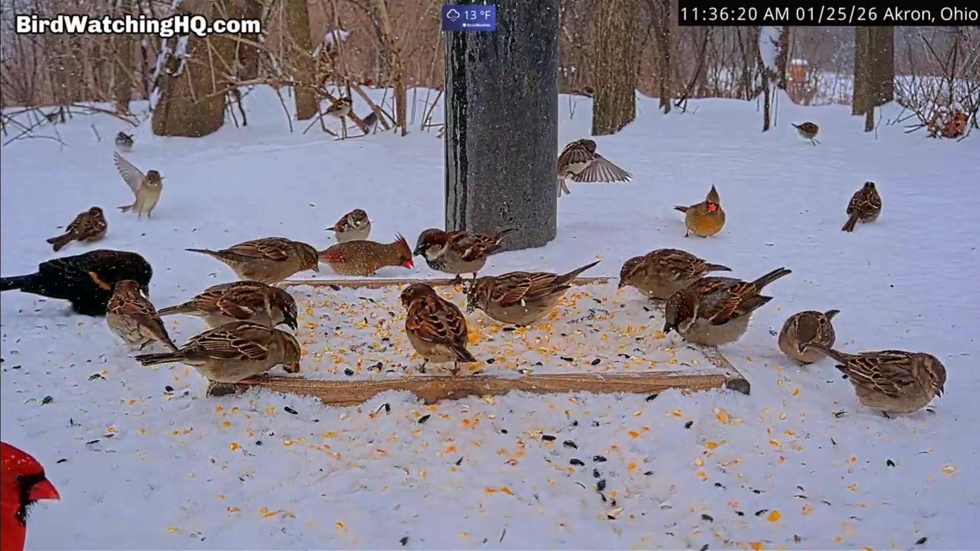 Passeri, cardinali e uccelli vari alla mangiatoia, mentre nevica ❄️🤩❄️