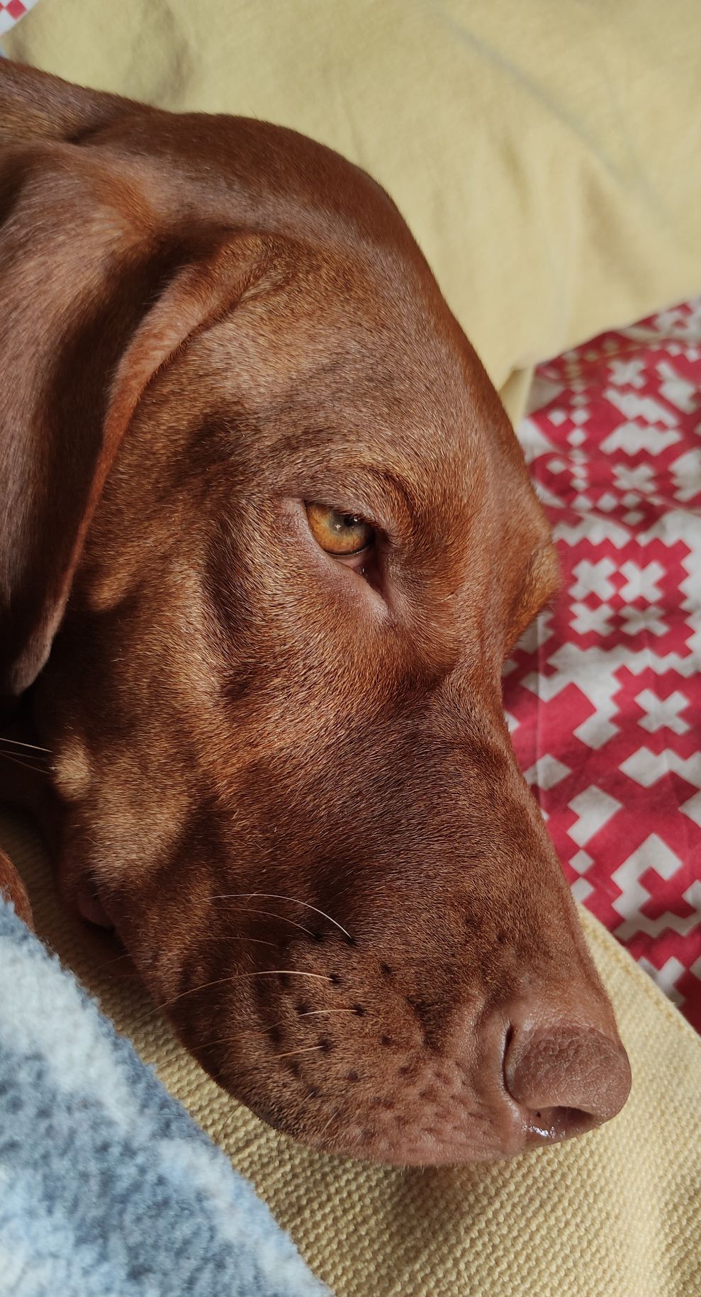 Ecco, bracco ungherese di 15 mesi, con la faccia da Ecco quando gode, si vede solo la testa, io le sto grattando le ali inguinali (sono cani con lembi di pelle tra torace e cosce che se le gratti lì si bloccano a goderne)