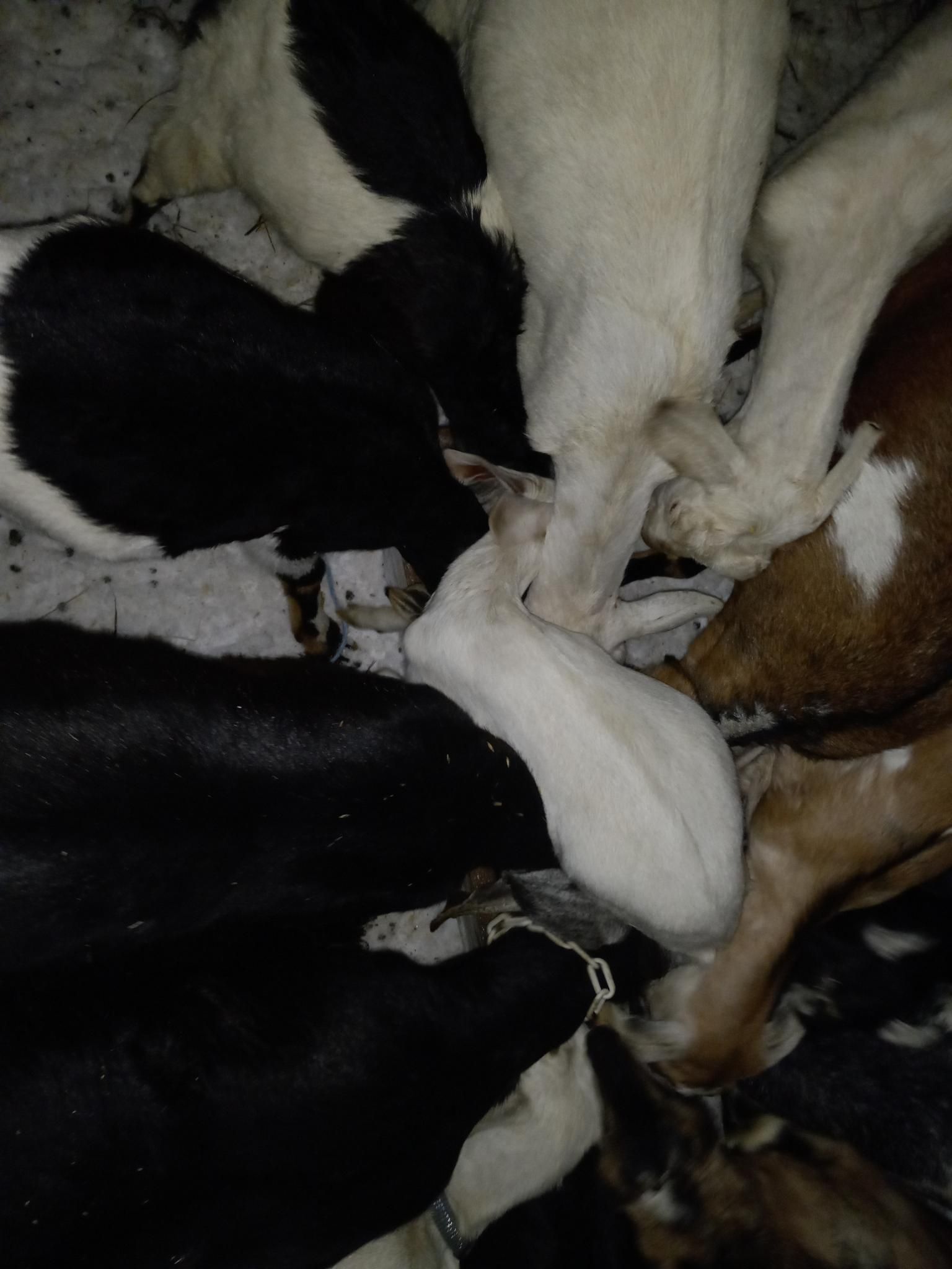 Looking down on a mass of black, white, and brown goats, all jammed together, trying to squeeze in to a trough of grain. There is one small white goat who is hilariously contorted in the middle of the trough while everyone jams their heads in around her.