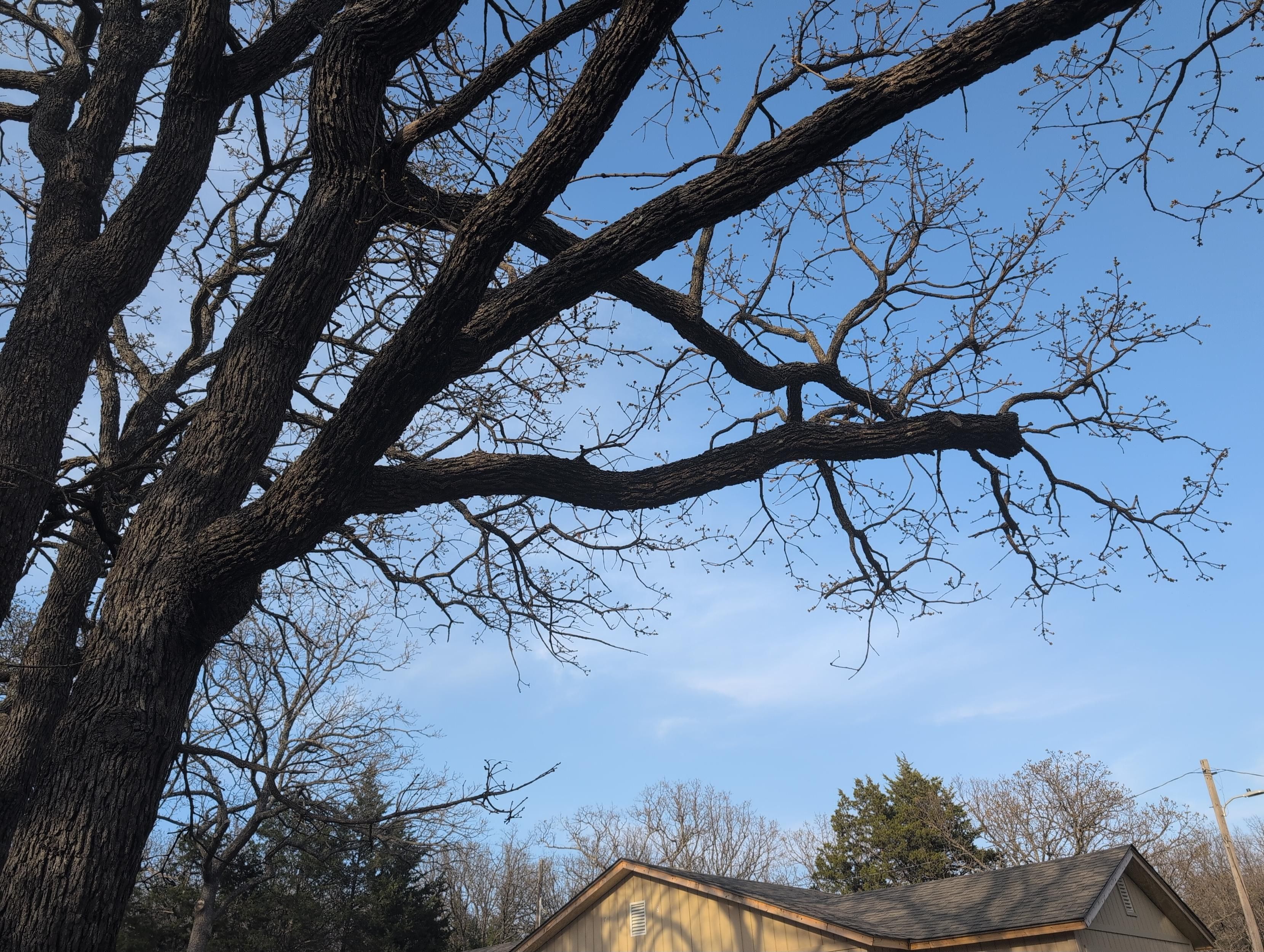 One of the many great trees pruned by a neighbor's contractor