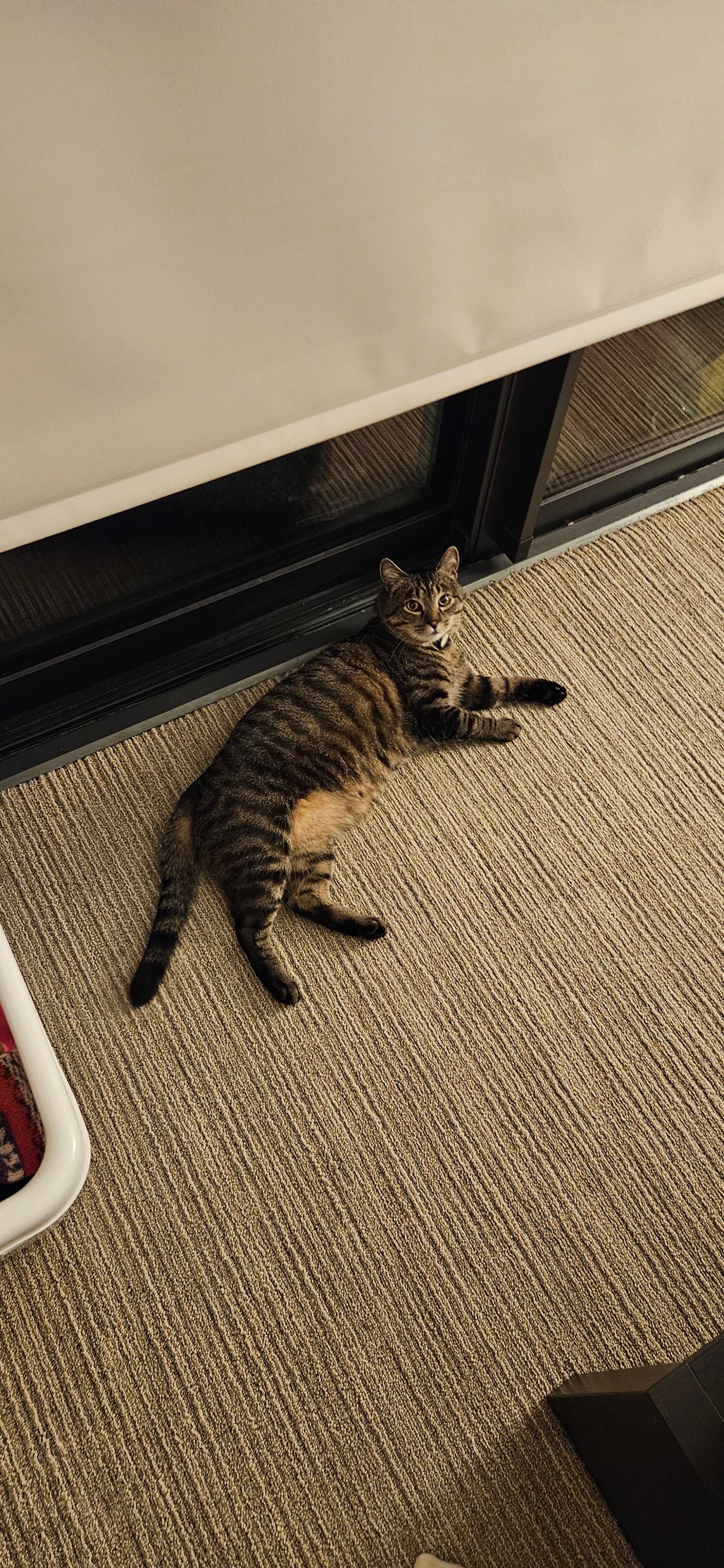 Momo, a mackeral tabby cat, laying on the floor looking at me. He is very cute and soft.
