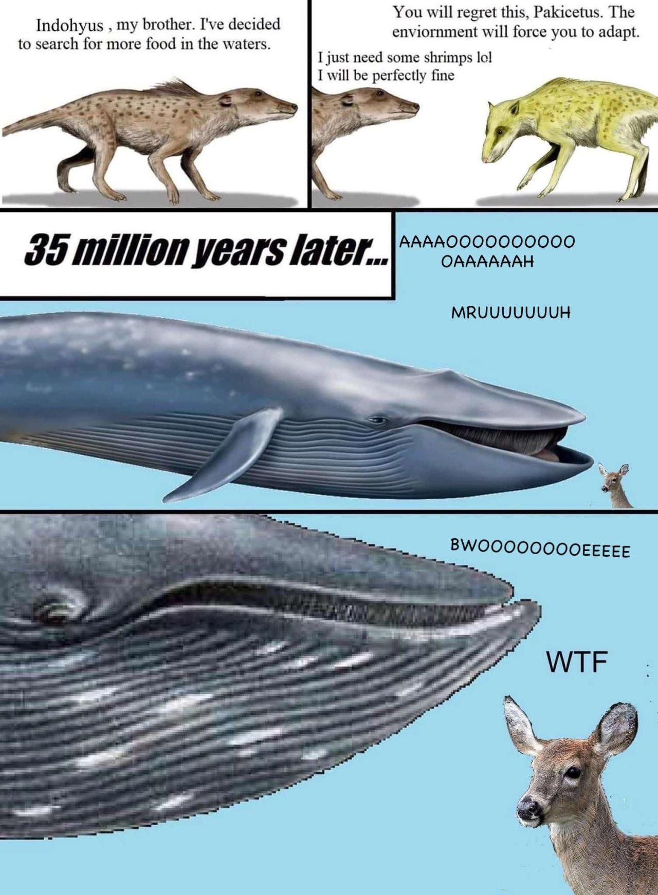 Panel 1: 
Pakicetus:  Indohyus, my brother, I've decided to search for more food in the waters.

Panel 2:
Indohyus: You will regret this, Pakicetus. The environment will force you to adapt.

Pakicetus: I just need some shrimps lol. I will be perfectly fine.

Panel 3:
Label (in large, bold text) 35 million years later...

Blue whale: AAAAOOOOOOOOOOOAAAAAAH MRUUUUUUUH

Deer: *looks*

Panel 4:
Blue whale (zoomed in to only see its head): BWOOOOOOOOOEEEEE

Deer: WTF
