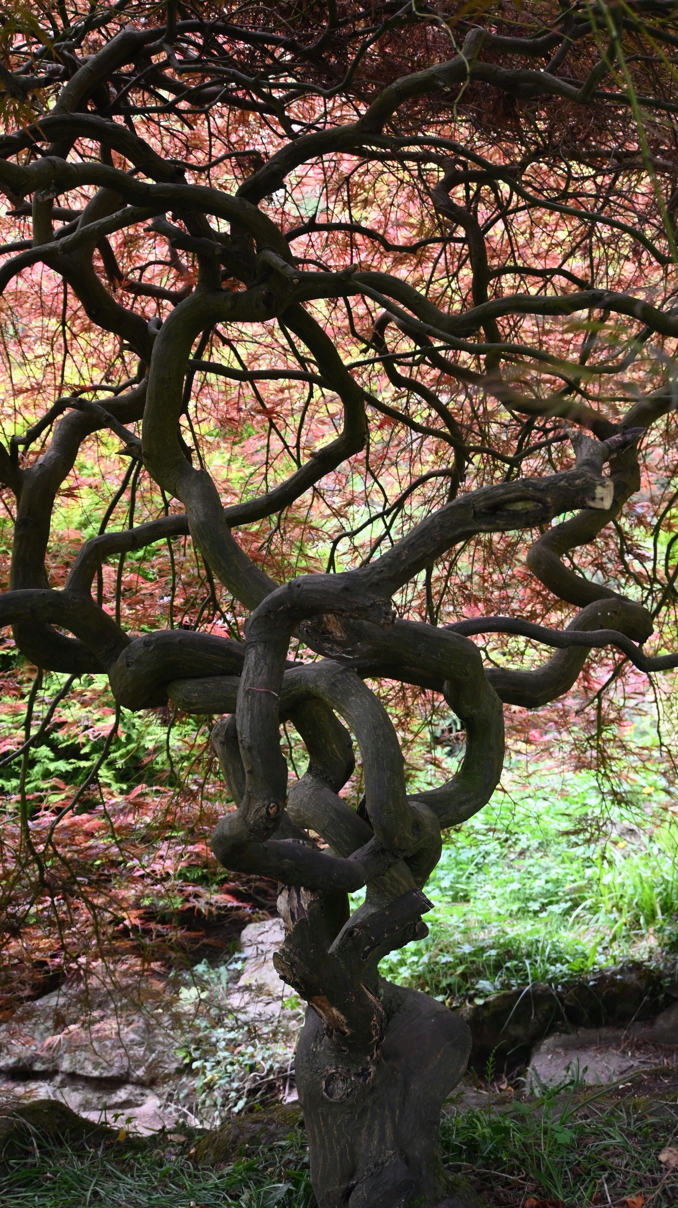 Twisted trunk under an acer tree