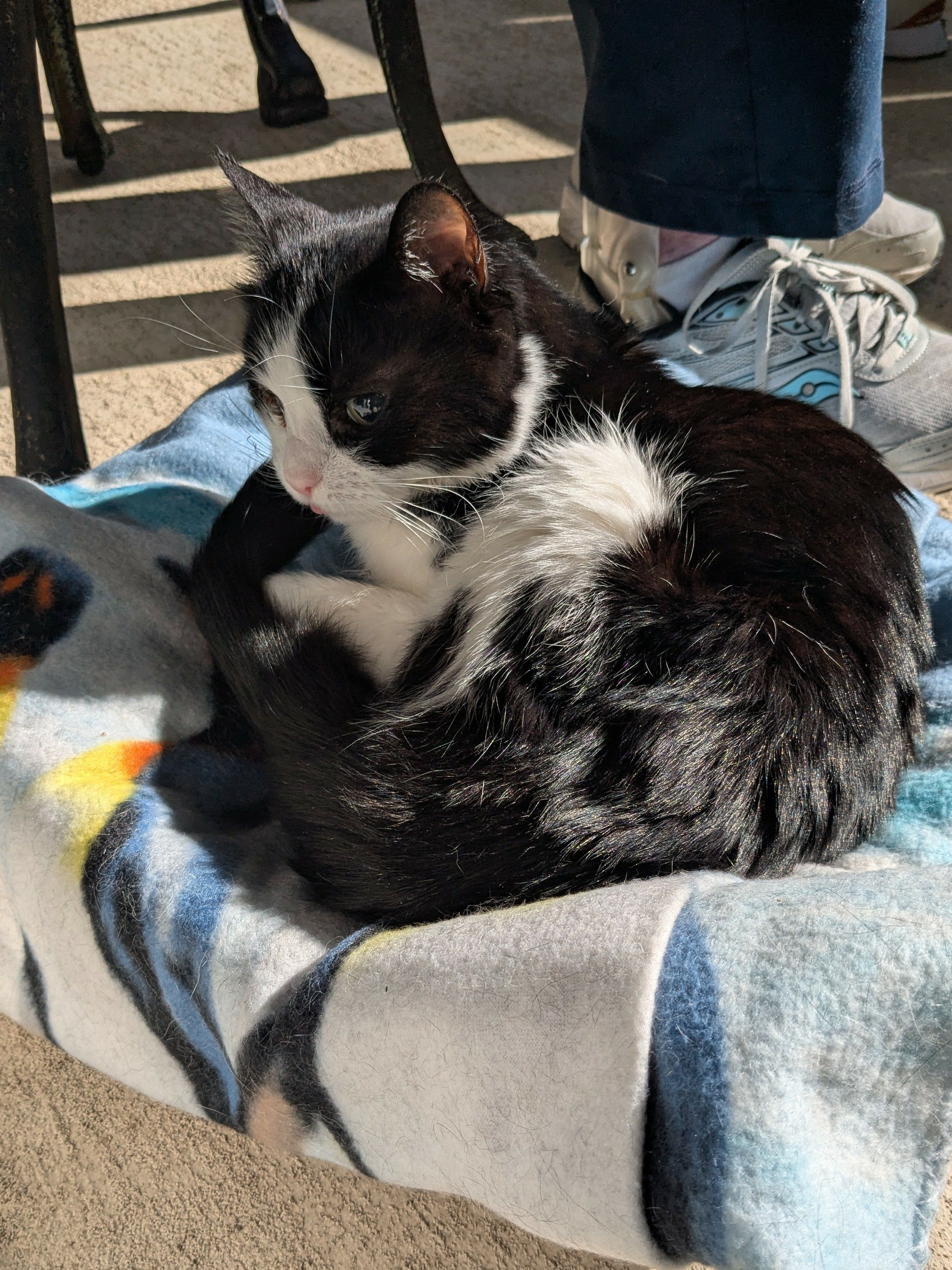 Plush Monster, 8.5 years old female tuxedo cat, laying on her blankie on the porch enjoying the sun on her back for the last time. We miss you gobs already. 