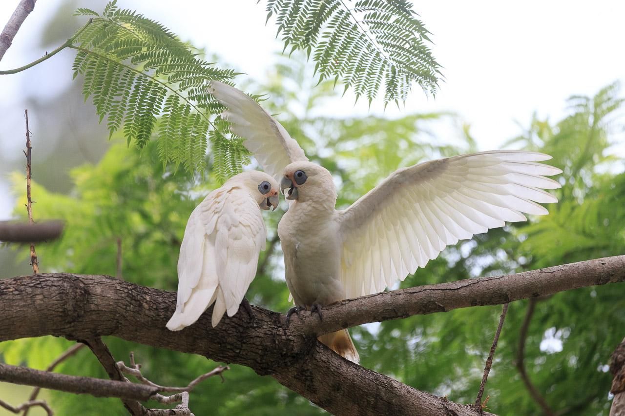 Two Little Corellas (medium sized white cockatoos with yellow underwings), facing each other. The left one is meekly sitting on the branch, the right one has its beak open and wings spread wide. 