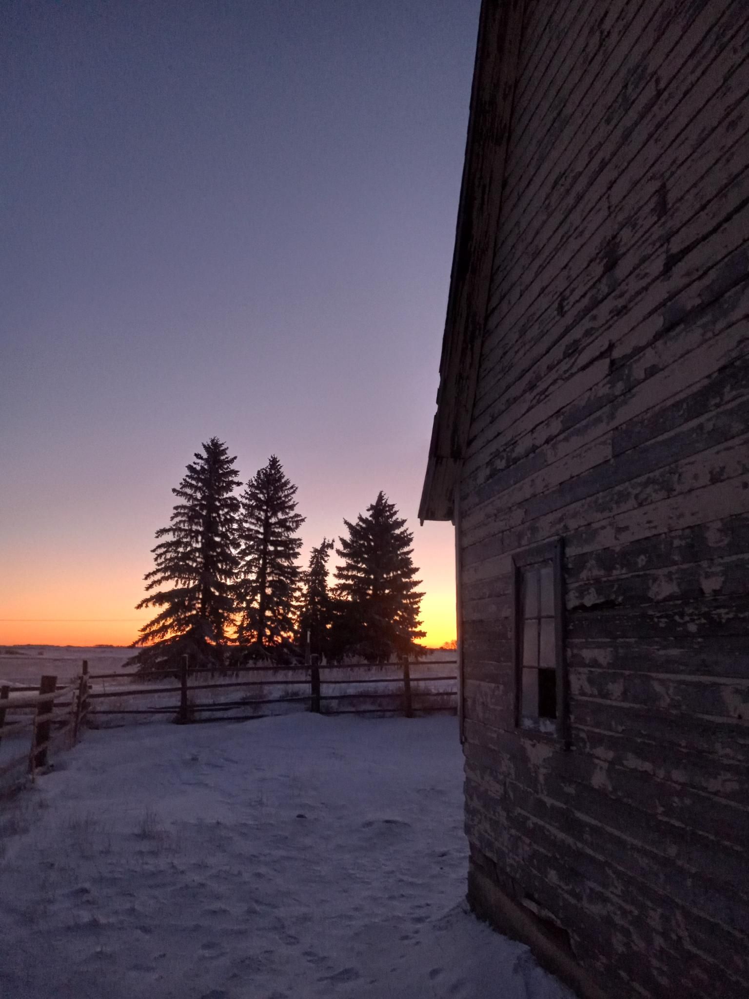 A large yellow barn with old peeling paint on the right side of the photo, with a clump of spruce trees silhouetted against the flat horizon and the sky turning pink and orange for sunrise.