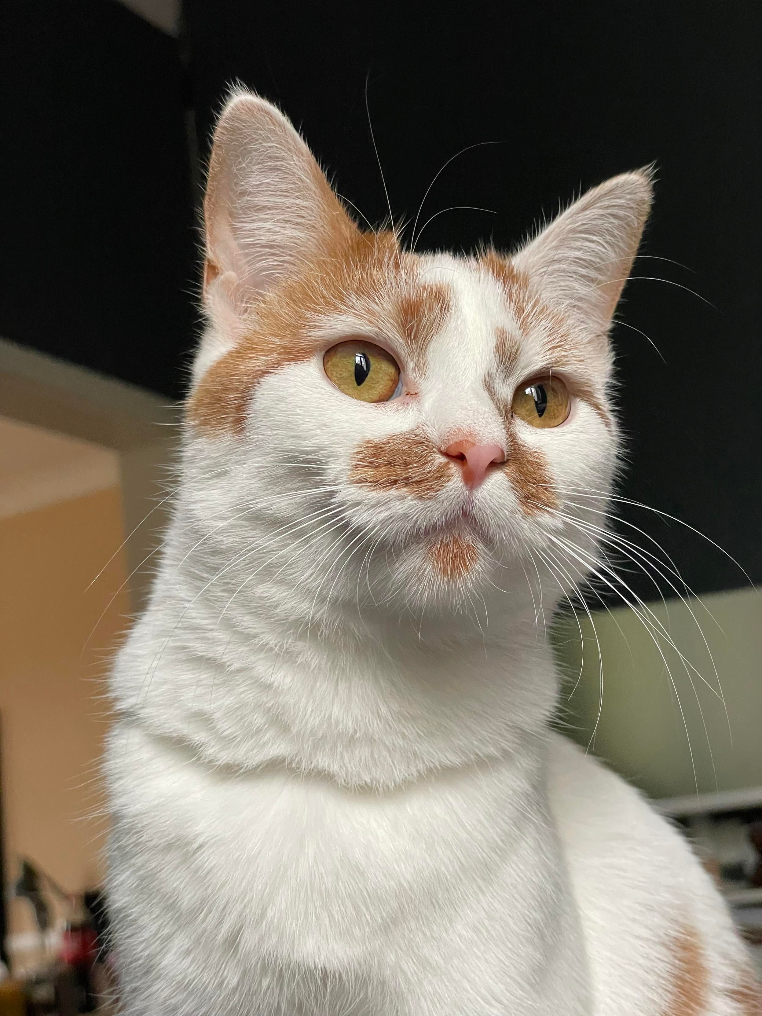 Same cat, now with slightly narrower eyes, perked up at something. 