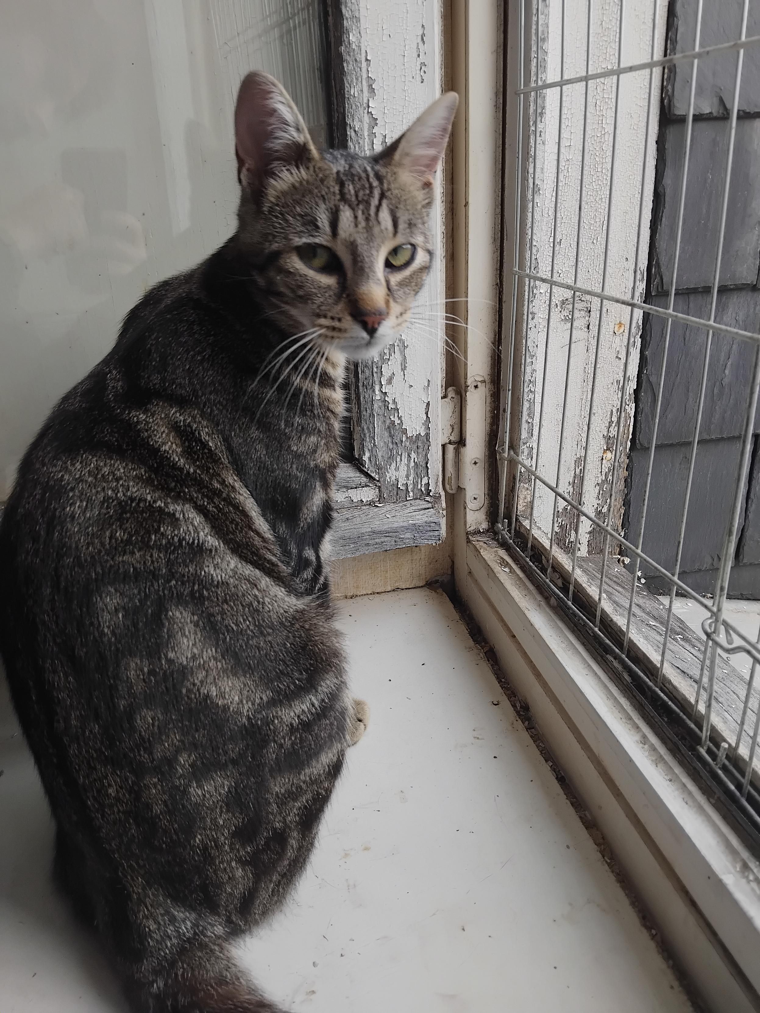 Willow assis sur un rebord de fenêtre, un beau chat marbré qui commence à être d'une corpulence normale. il me regarde. 