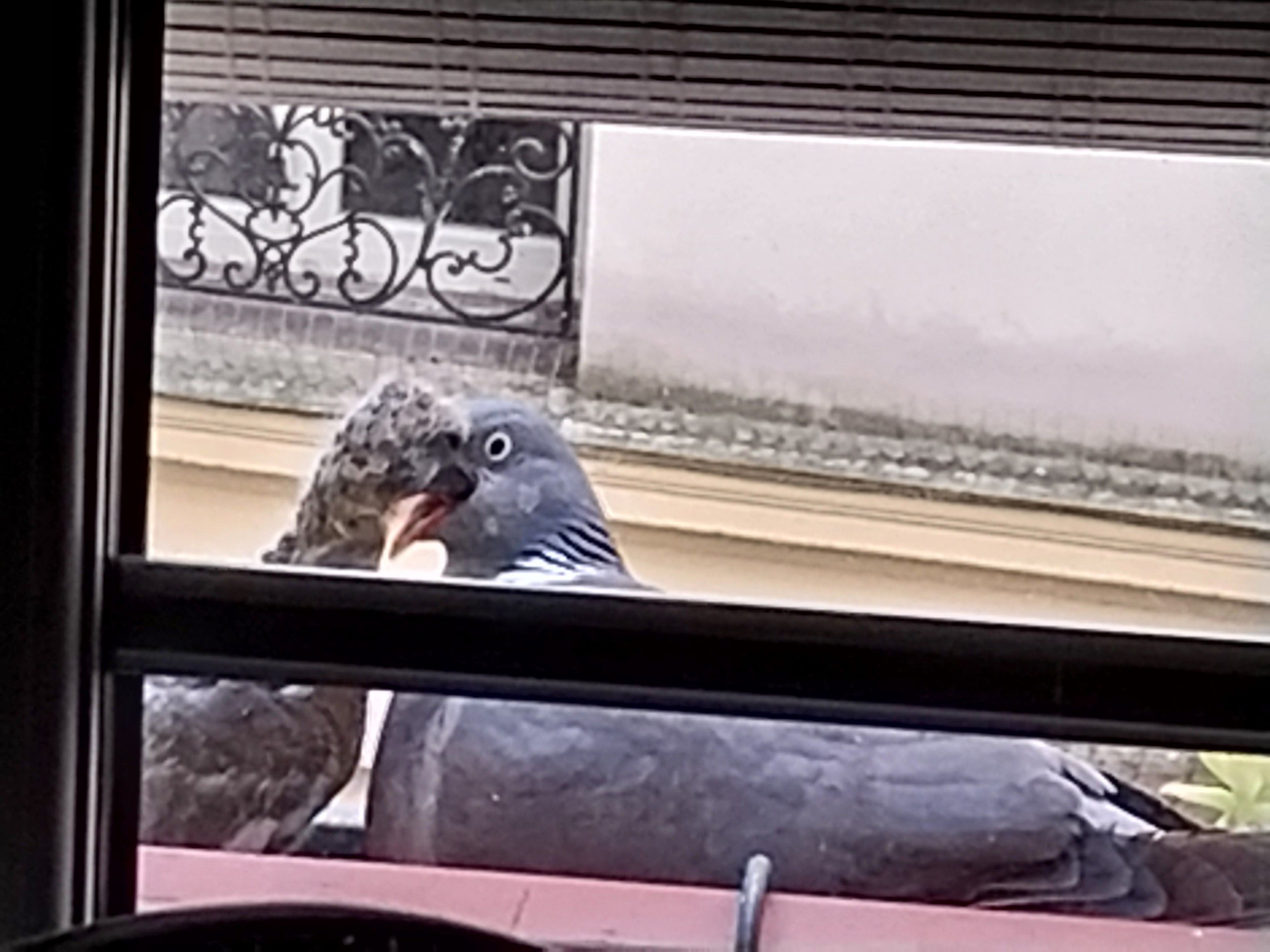 Photos très zoomée
Un bébé pigeon gris et duveteux picore dans le bec grand ouvert de son parent