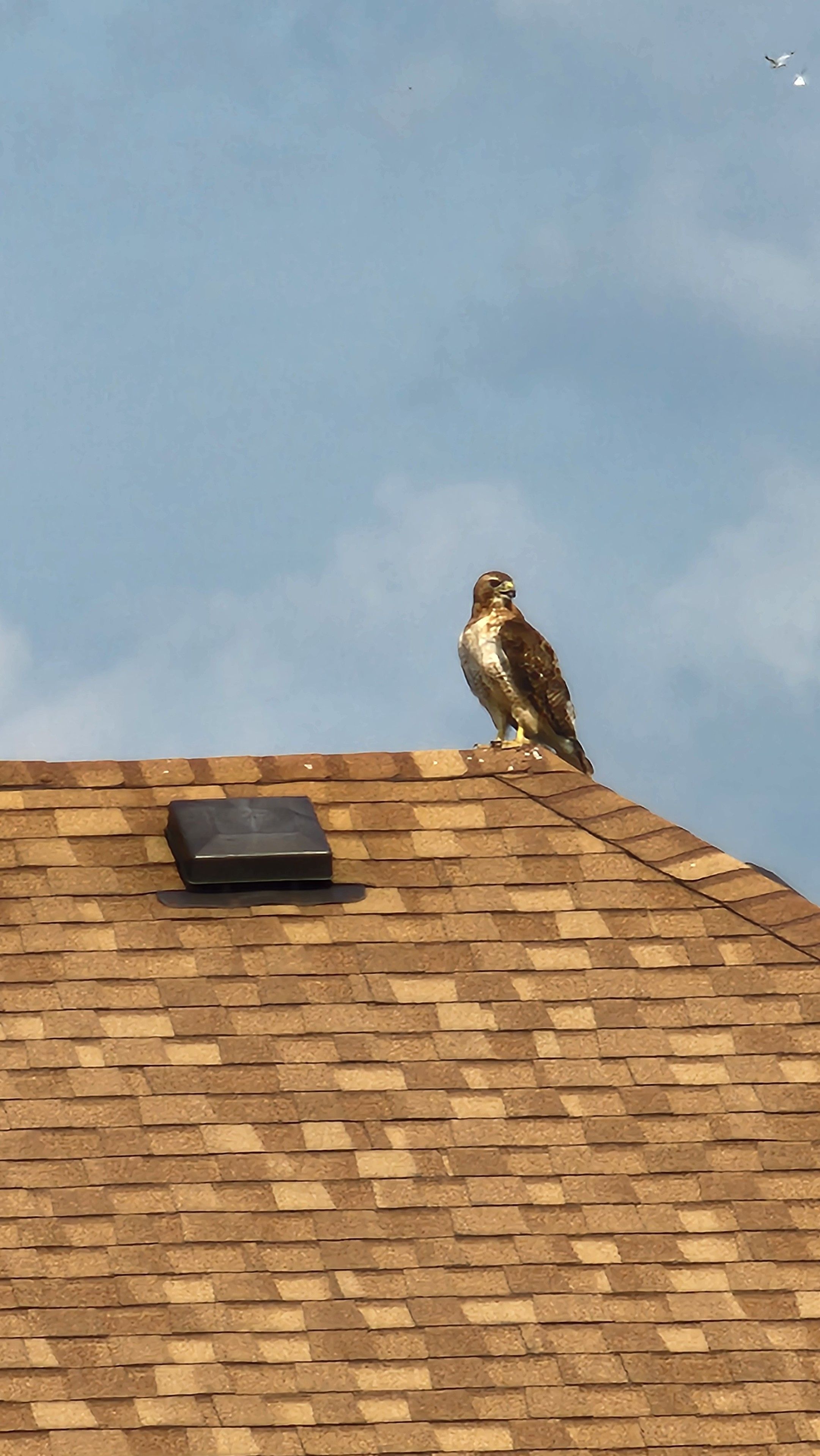 Red tailed hawk sitting on the top of a roof.