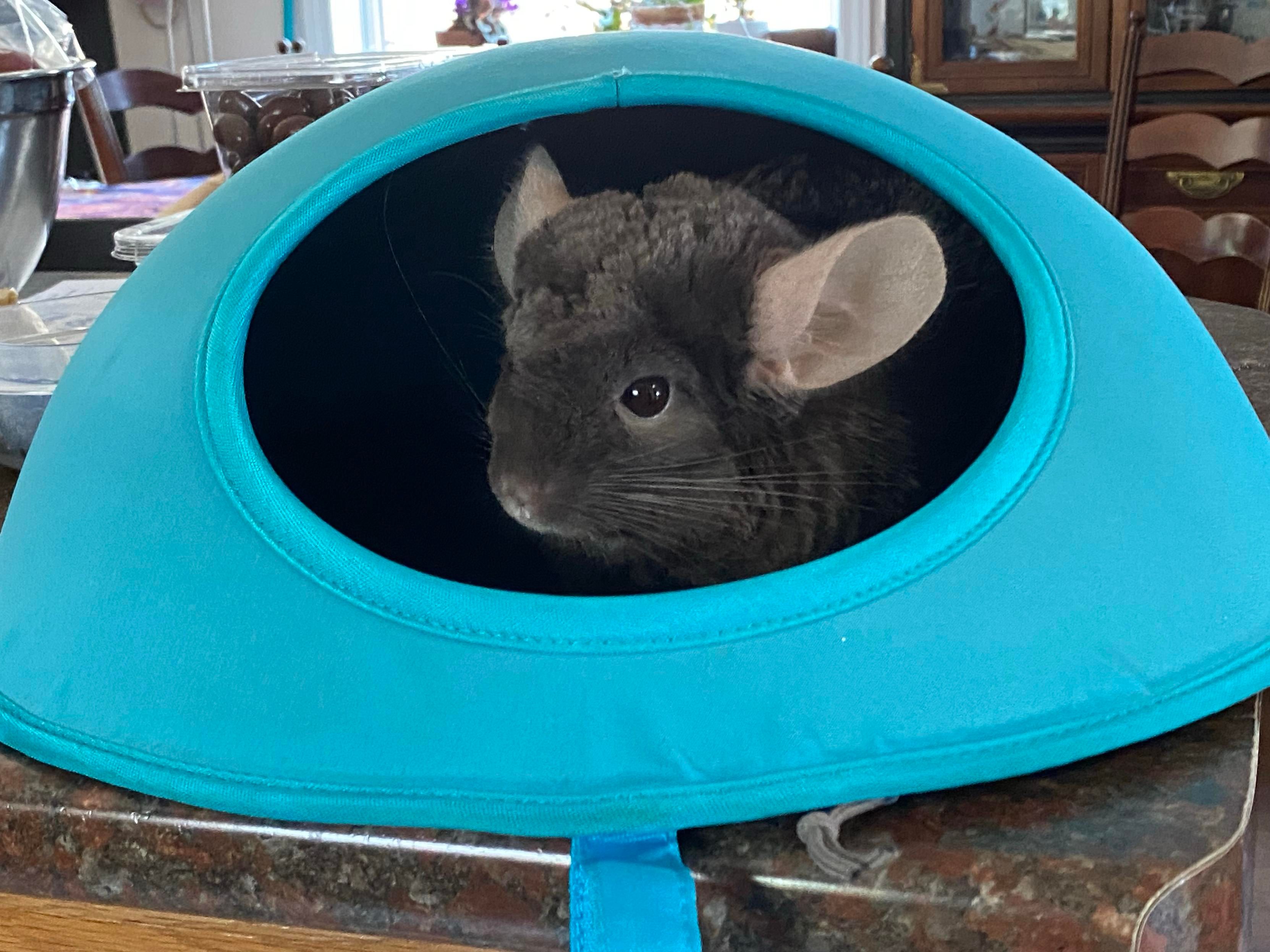 A dark-colored chinchilla peeks out from inside a teal igloo-shaped shelter. 