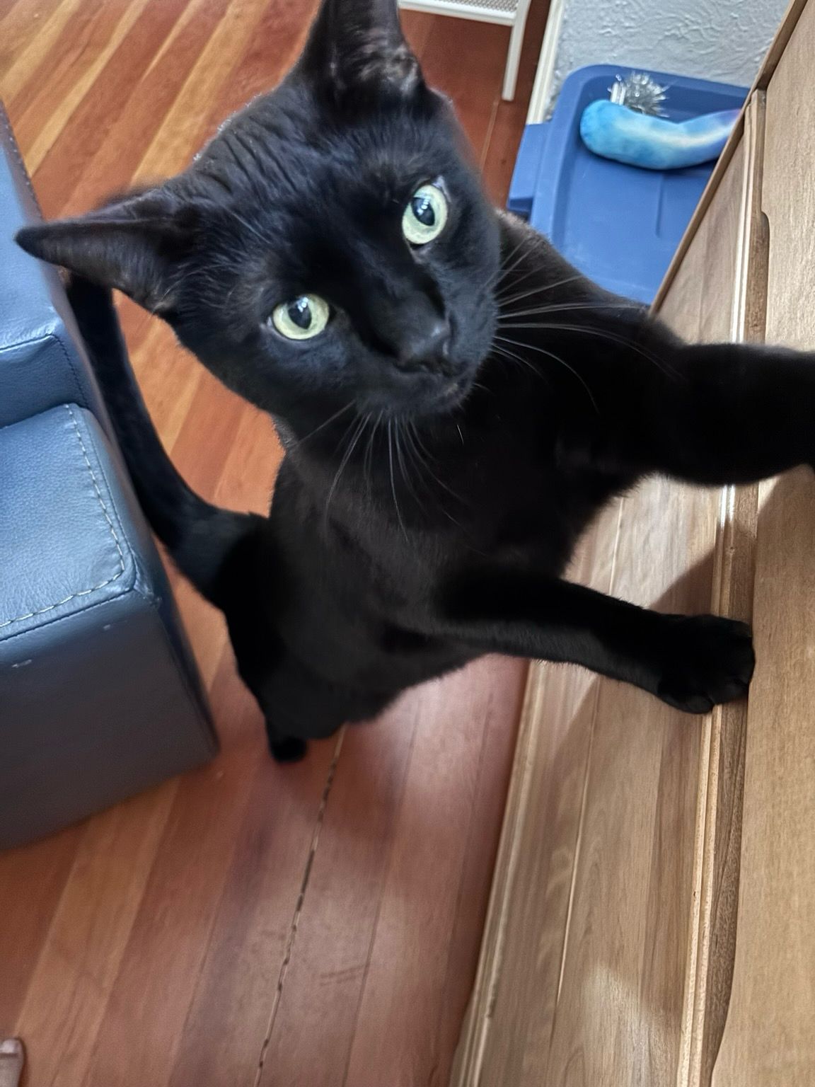 A black cat stretched up towards the camera with his front paws on the drawers of a dresser. He knows his toys are in the top drawer.