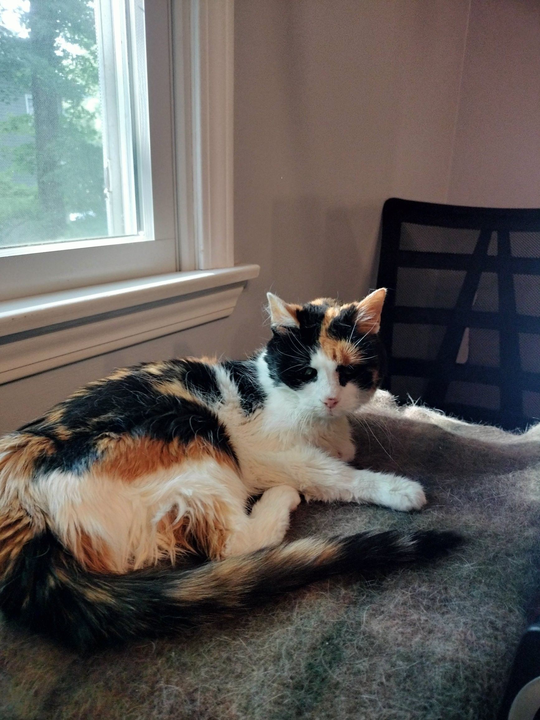 My calico cat, Kiki, laying on an alpaca rug. This is on my computer office desk. 