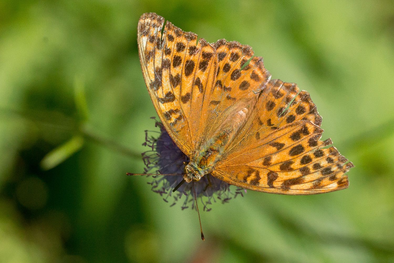 Keisarinviitta (Argynnis paphia) purtojuuren kukassa auringossa.