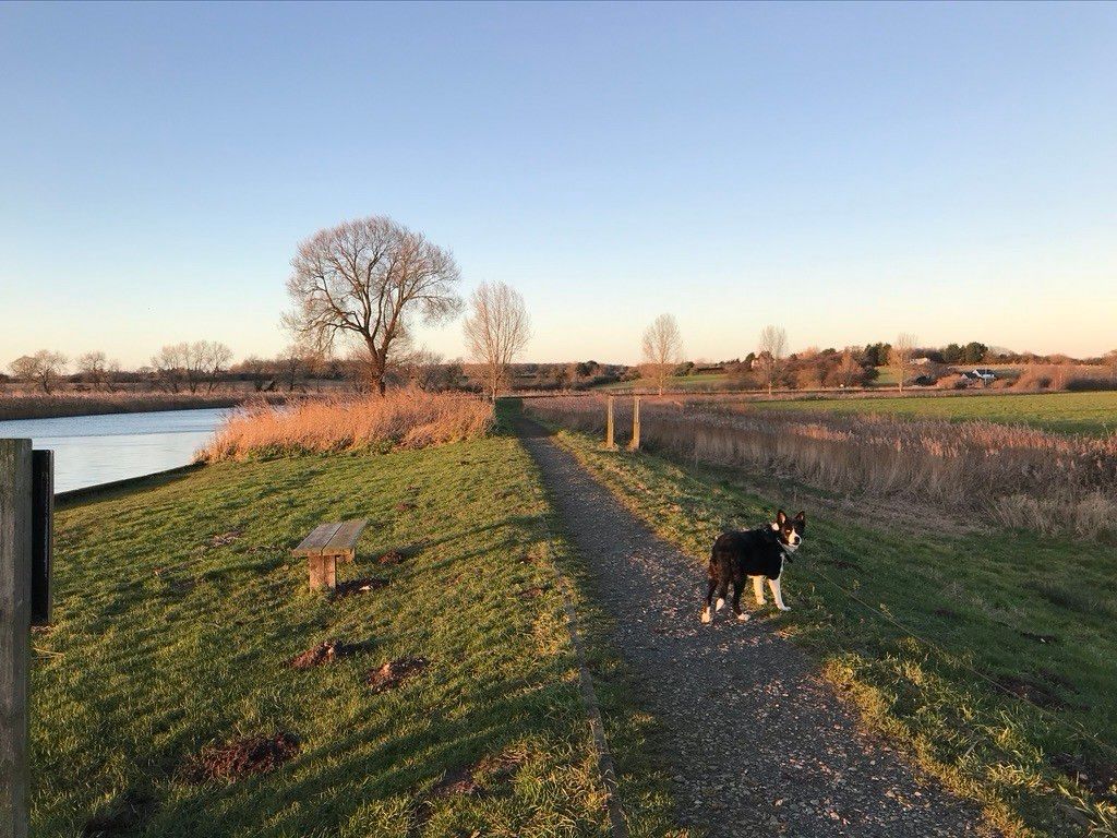 A black and white border collie stood on a gravel path at sunset. The path is surrounded by grass and follows along the side of a river that can be seen to the left.