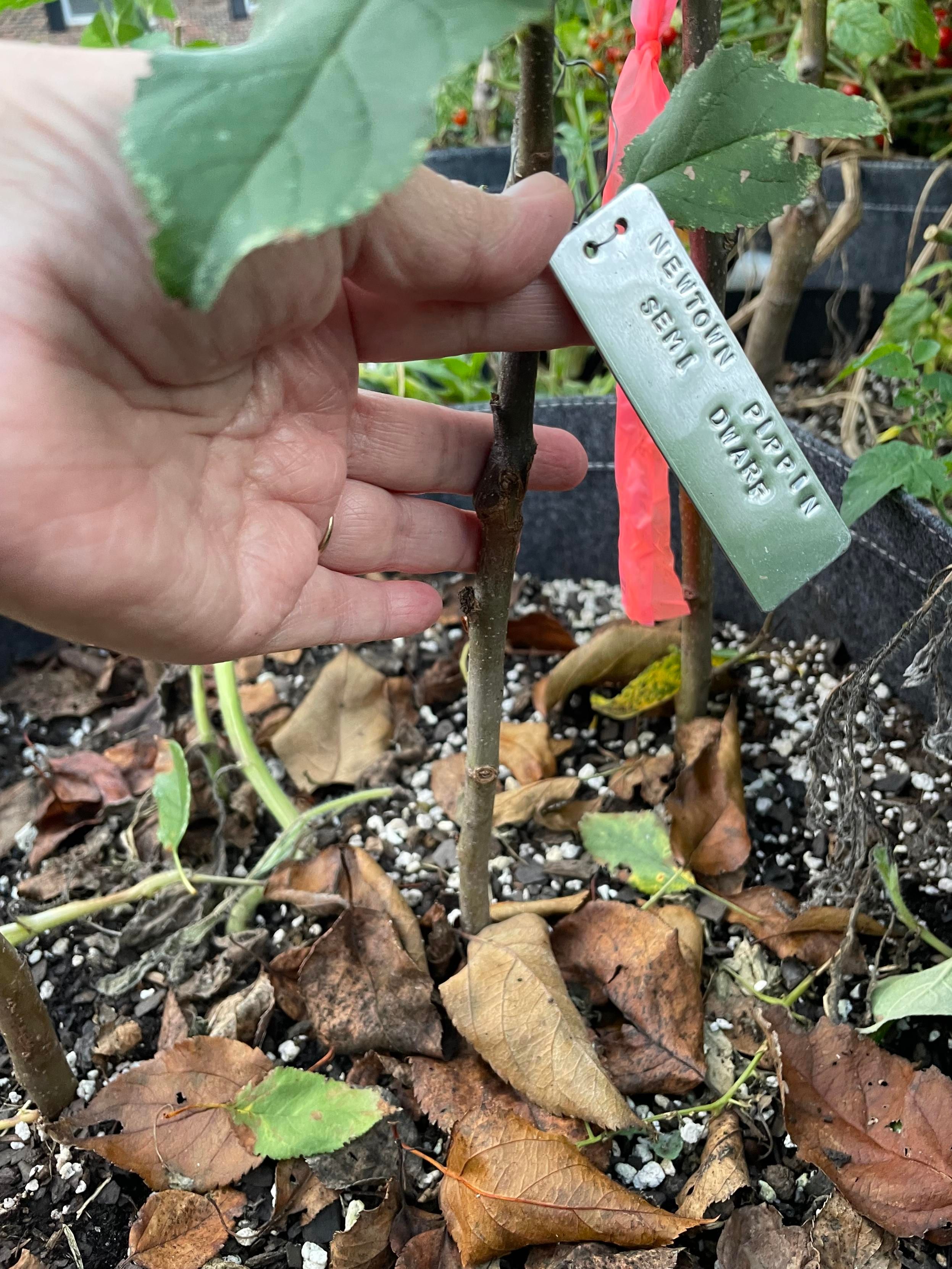 young grafted newtown pippin apple seedling tree with a silver stamped plant tag