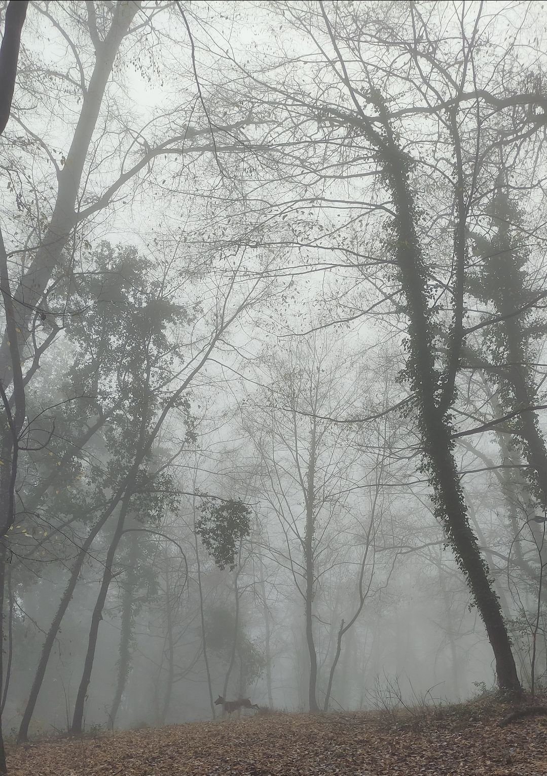 Ecco che corre in un bosco nebbioso