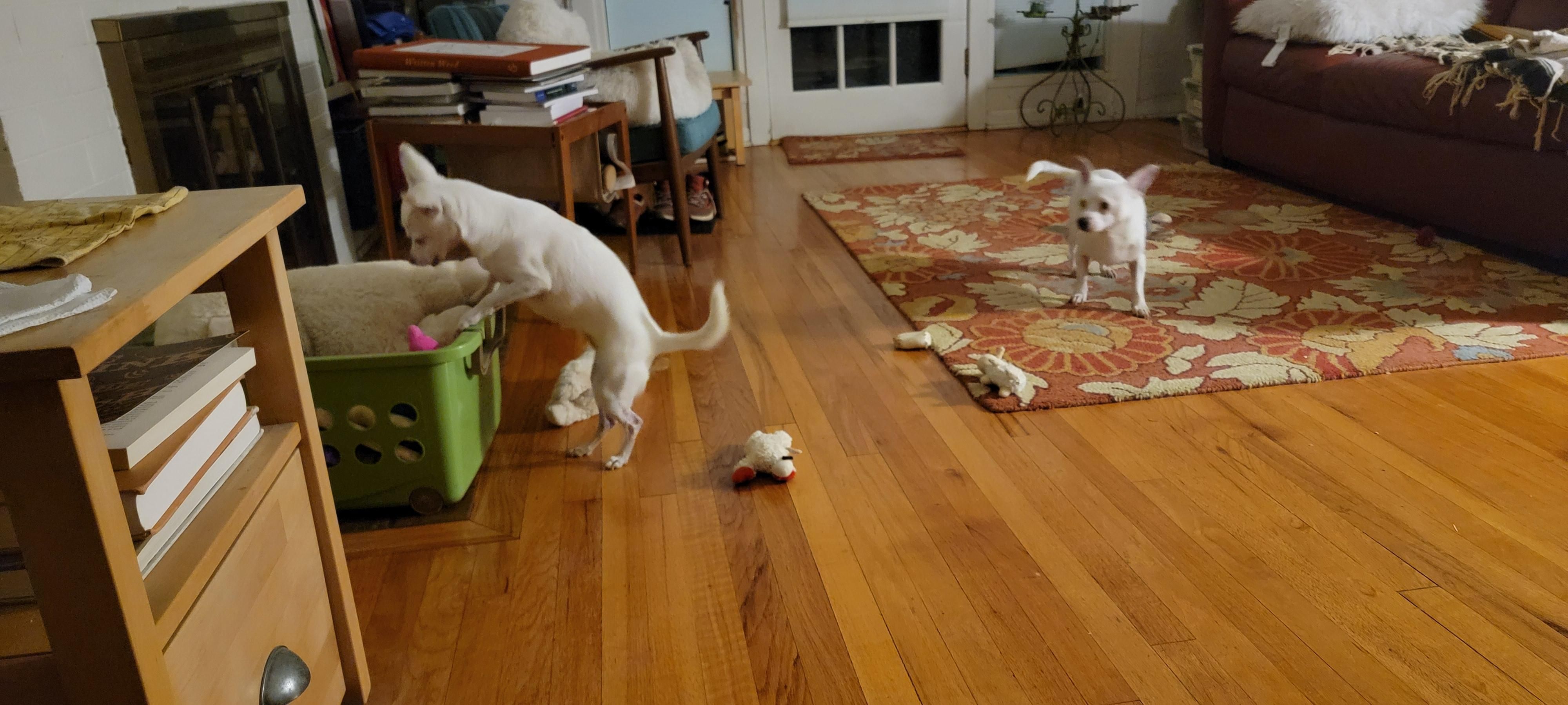 Two chihuahuas plundering the toy box