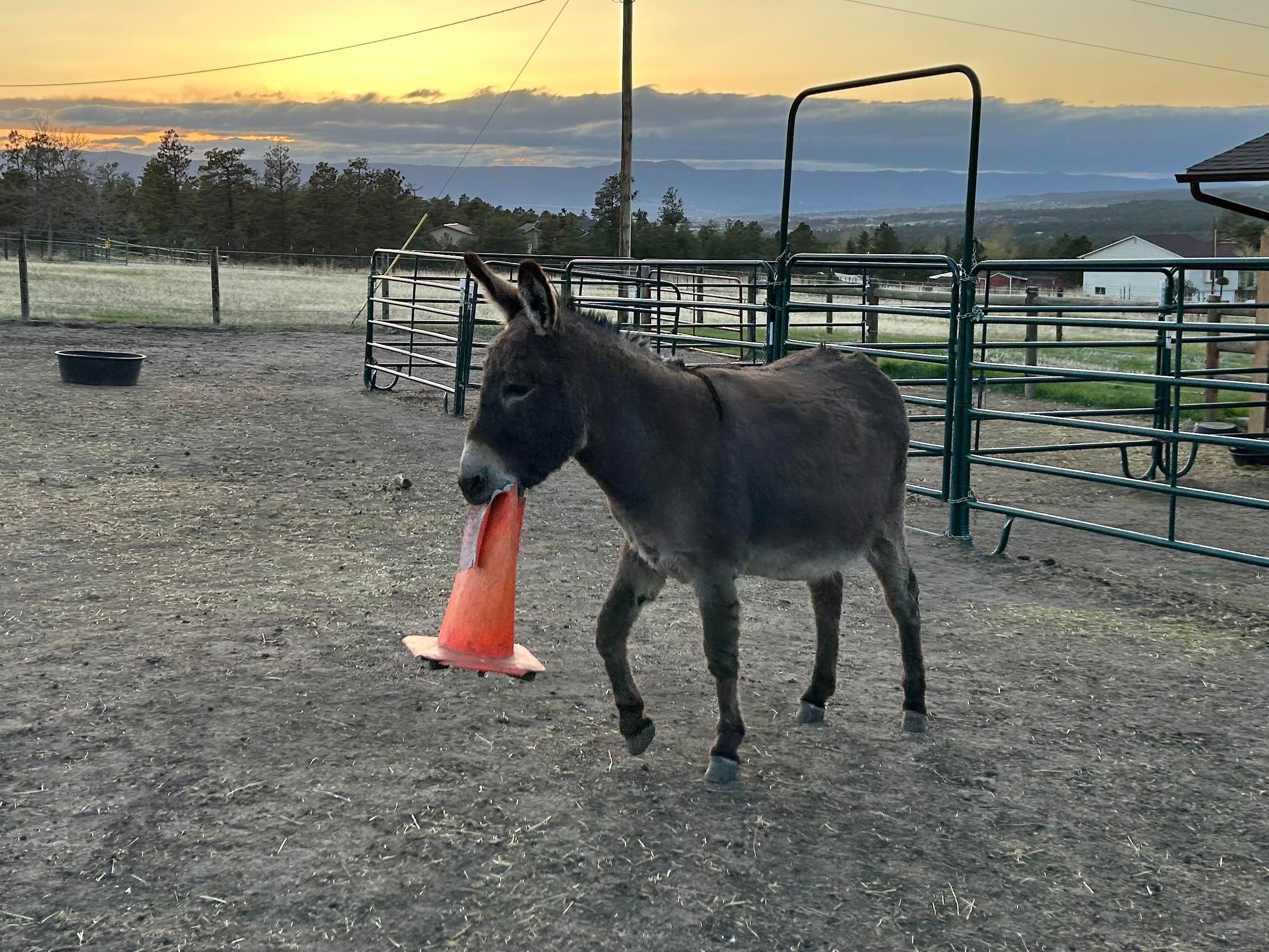 A donkey striding confidently forward with a traffic cone in his mouth as if to say “you shall not pass!”