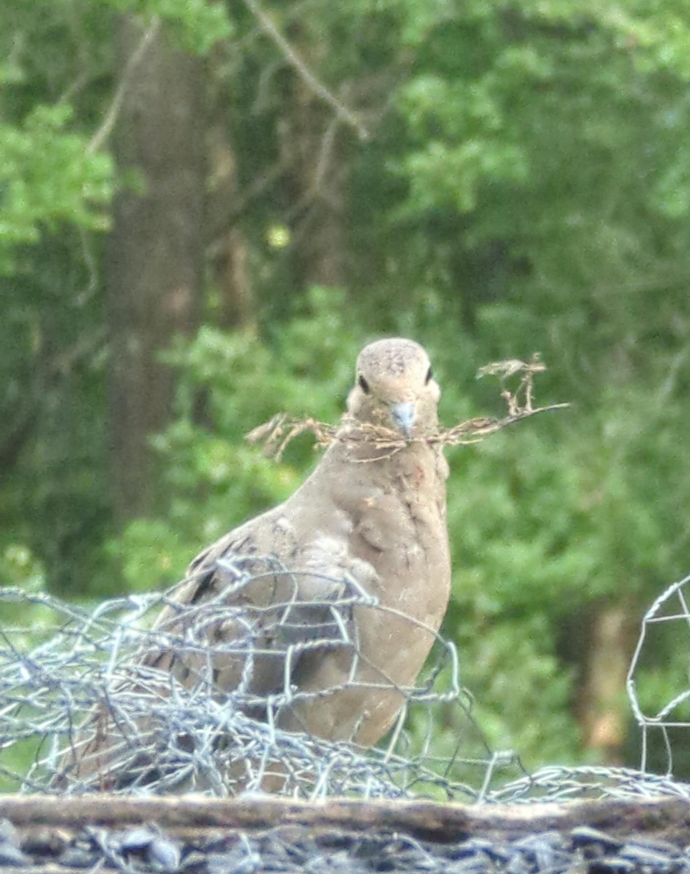 A mourning dove is holding a winding sprig of plant stuff, maybe the skeleton from a leaf? They look bright eyed and pleased with their find, like a Labrador with a ball. They are perched on a fence with way too much chicken wire curling in all directions.