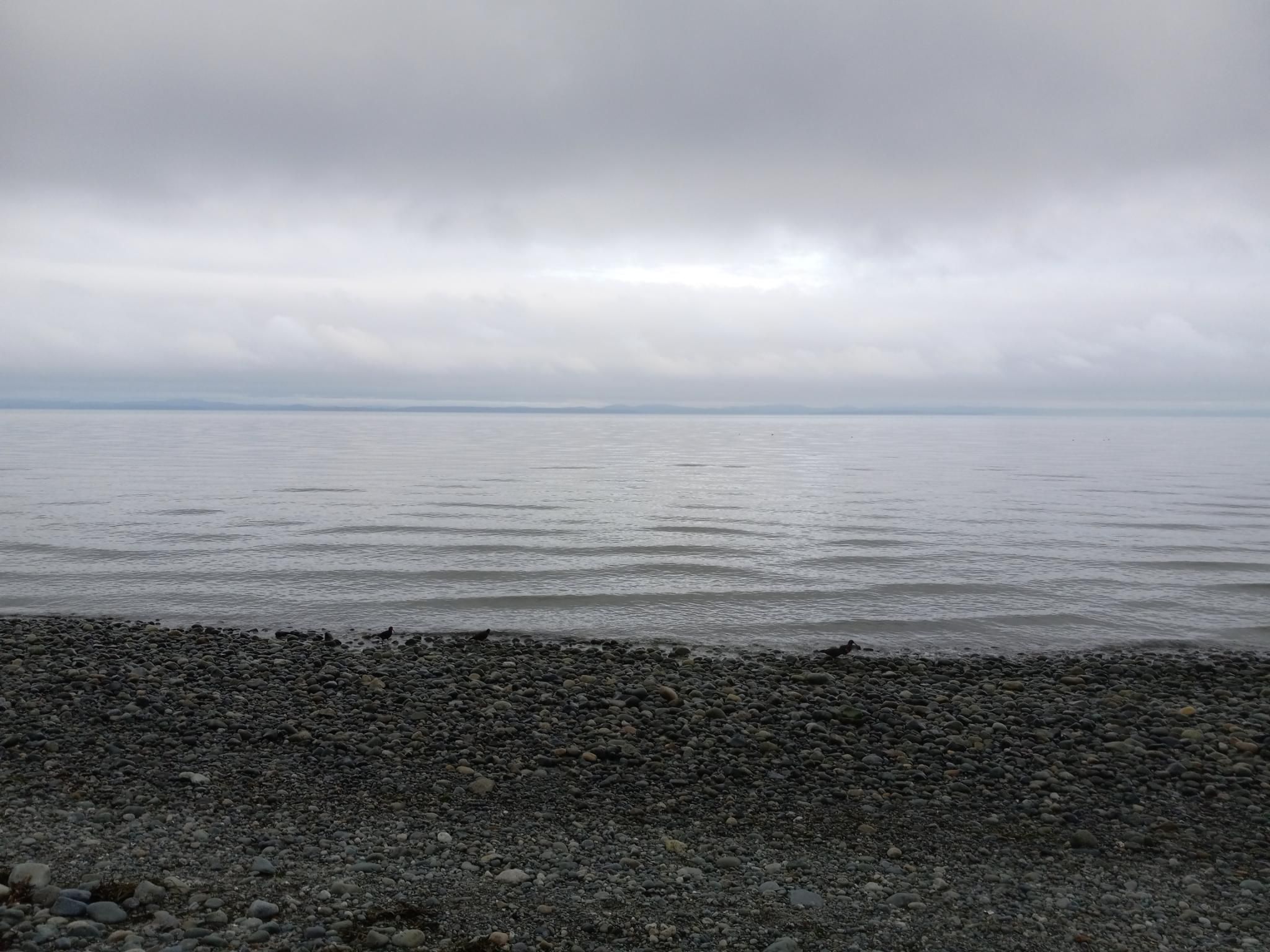 Looking out from a rocky beach, with a line of small black oystercatchers busily eating stuff along the shorline.  The ocean is very, very calm, and you can just see the Sunshine Coast across the Straight of Georgia in the distance.  The sky is cloudy.