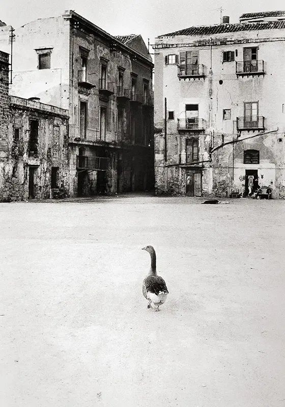 Palermo, l'oca solitaria in Piazza Magione