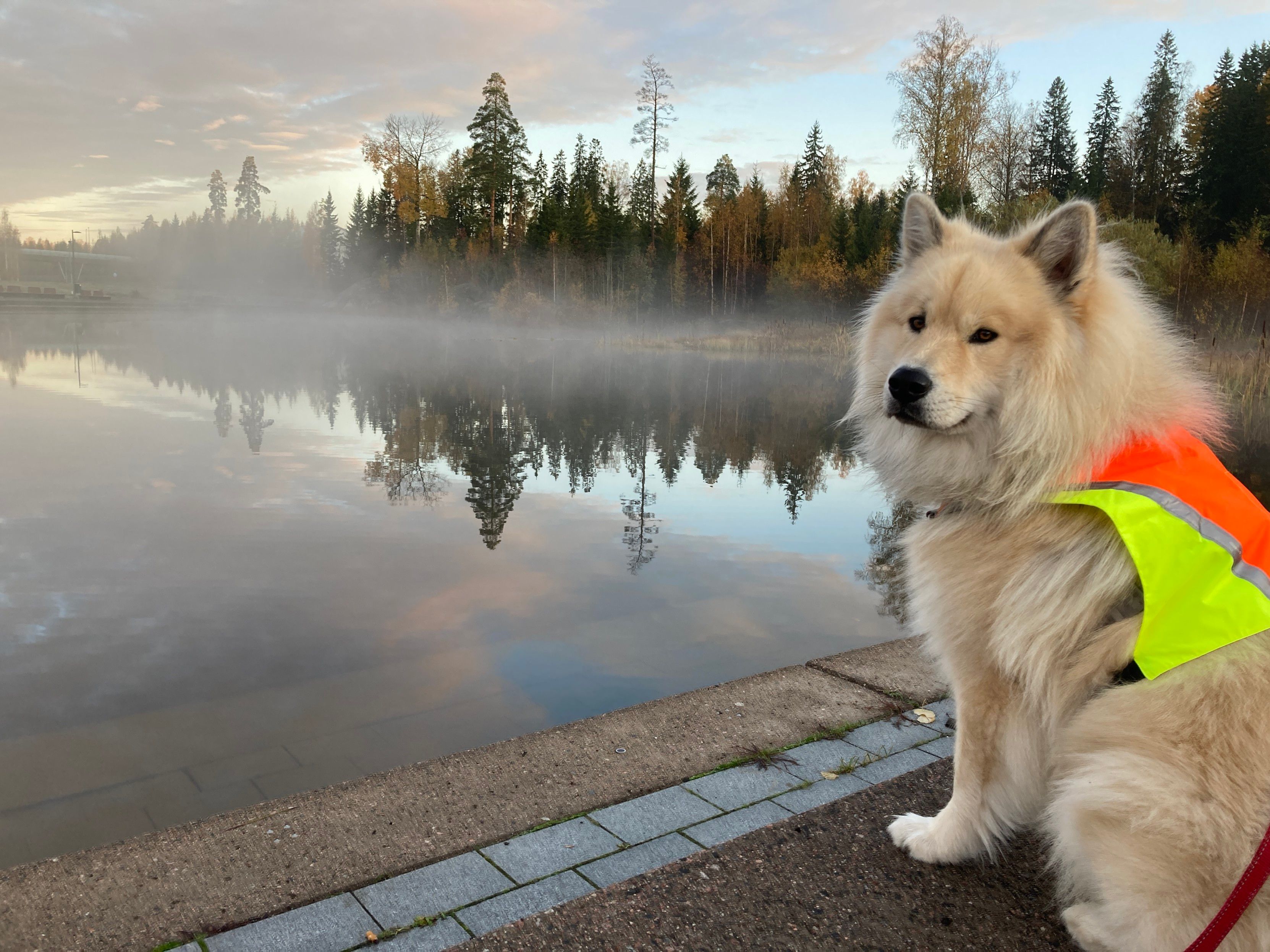 Kuvassa vaaleanruskea pystykorvainen koira, jolla on päällään oranssinvihreät huomioliivit. Koira istuu sumuisen tekolammen rannalla, taustalla näkyy puita lammen vastarannalla.