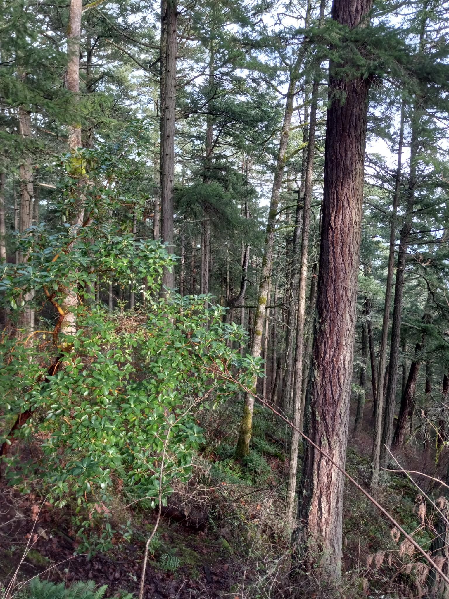 A view looking out into mostly straight-trunked douglas fir forest on a steep hillside, with a few curvy bright-green-leaved arbutus trees mixed in.