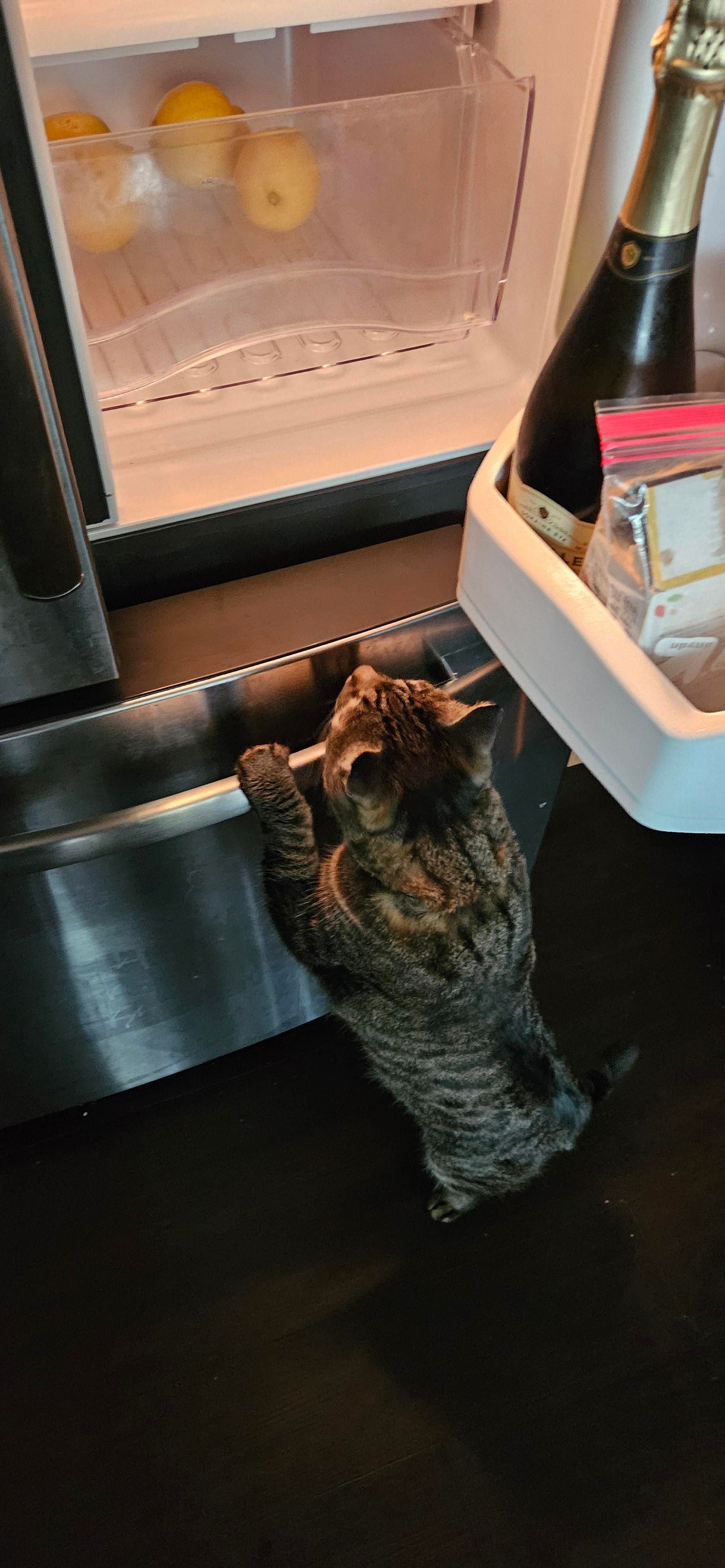 Momo with two paws on the bottom door of my fridge. The right door is open and Momo is looking inside for food. A drawer of lemons is visible in the fridge.