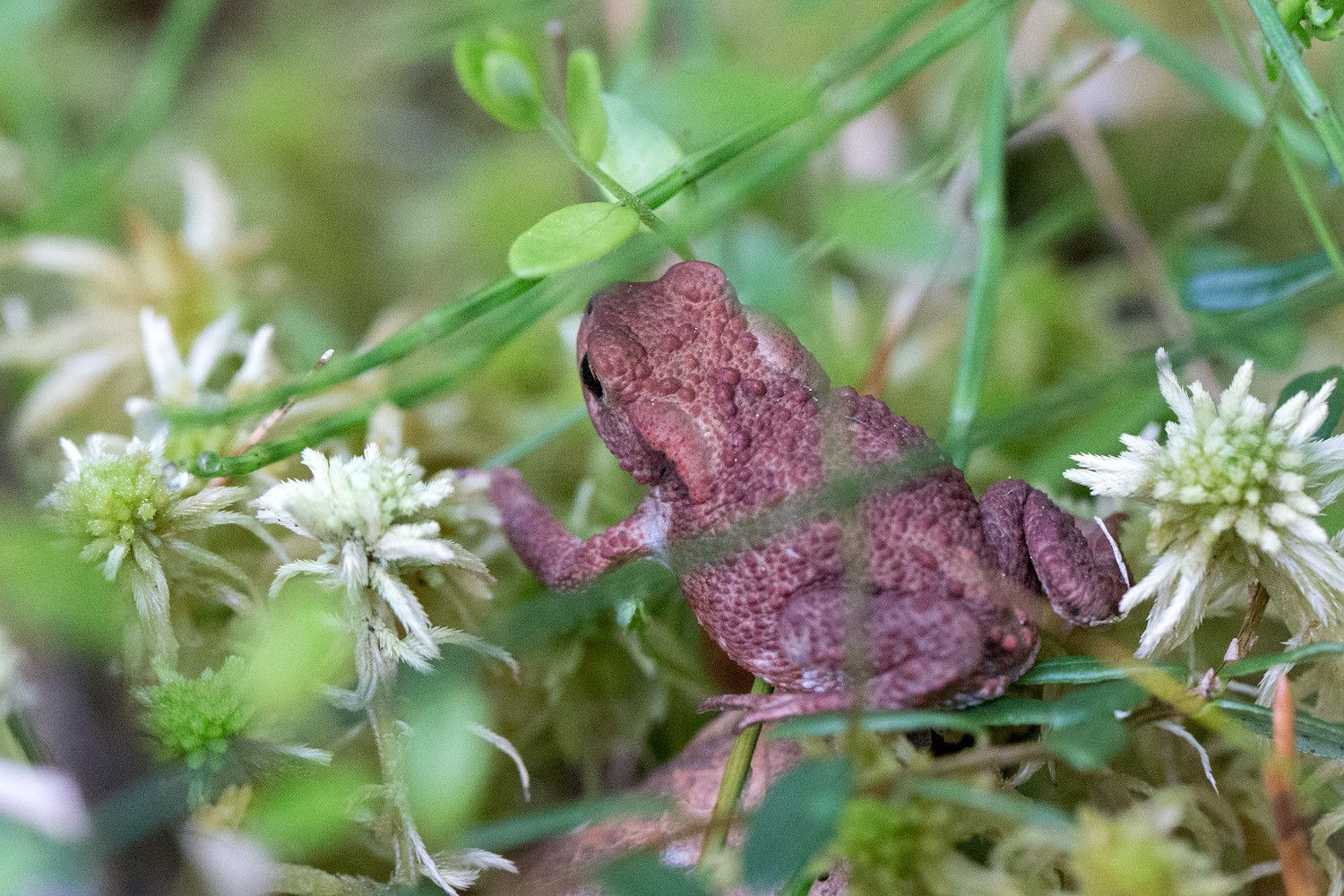 Punaruskea rupikonna rahkasammalikossa.