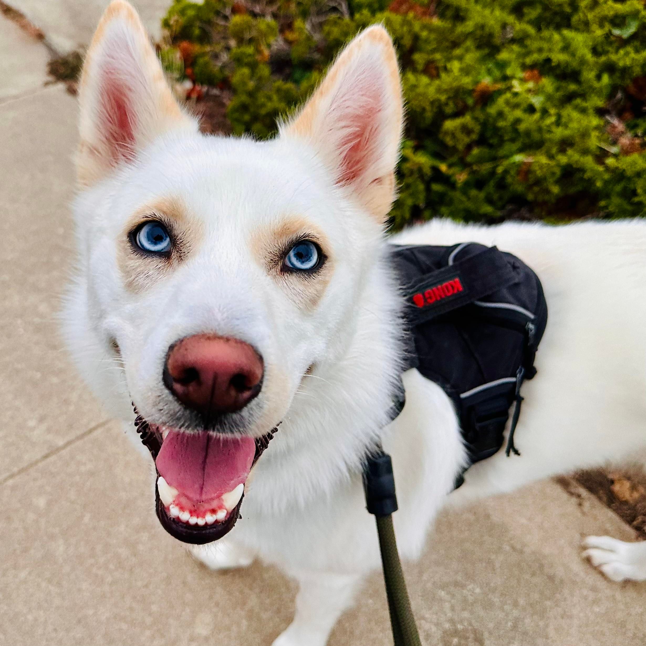 A photo of a beautiful white husky mix dog with beautiful blue eyes looking at me for a treat with a silly smile 