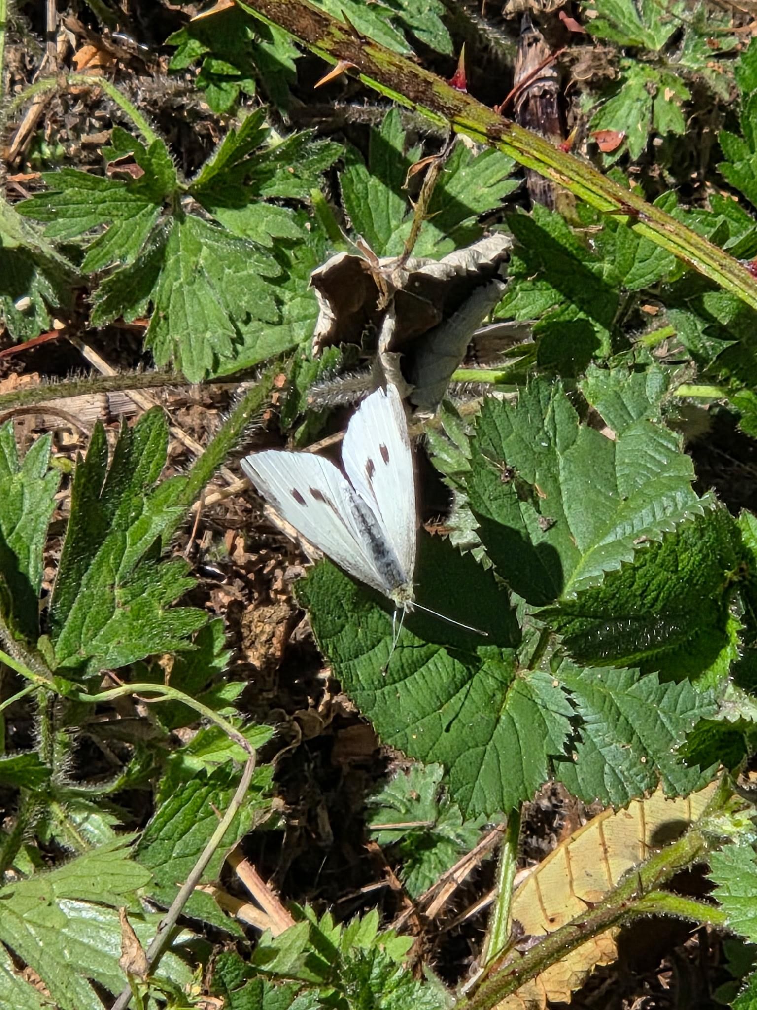 Cabbage White butterfly on berry bramble