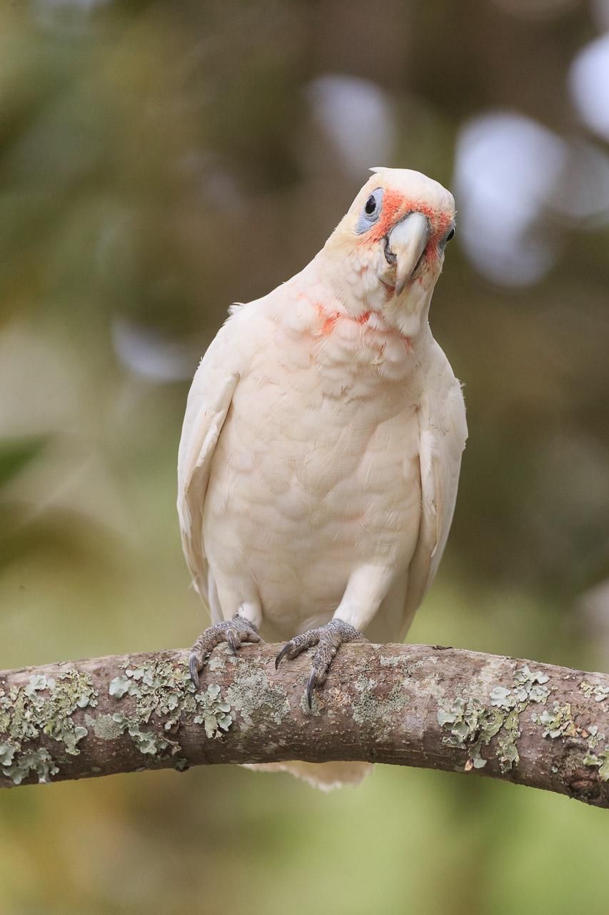 A medium sized cockatoo with blue rimmed eyes and pink highlights around the beak. It is on a lichen encrusted branch facing the camera and looking at a jaunty angle. 