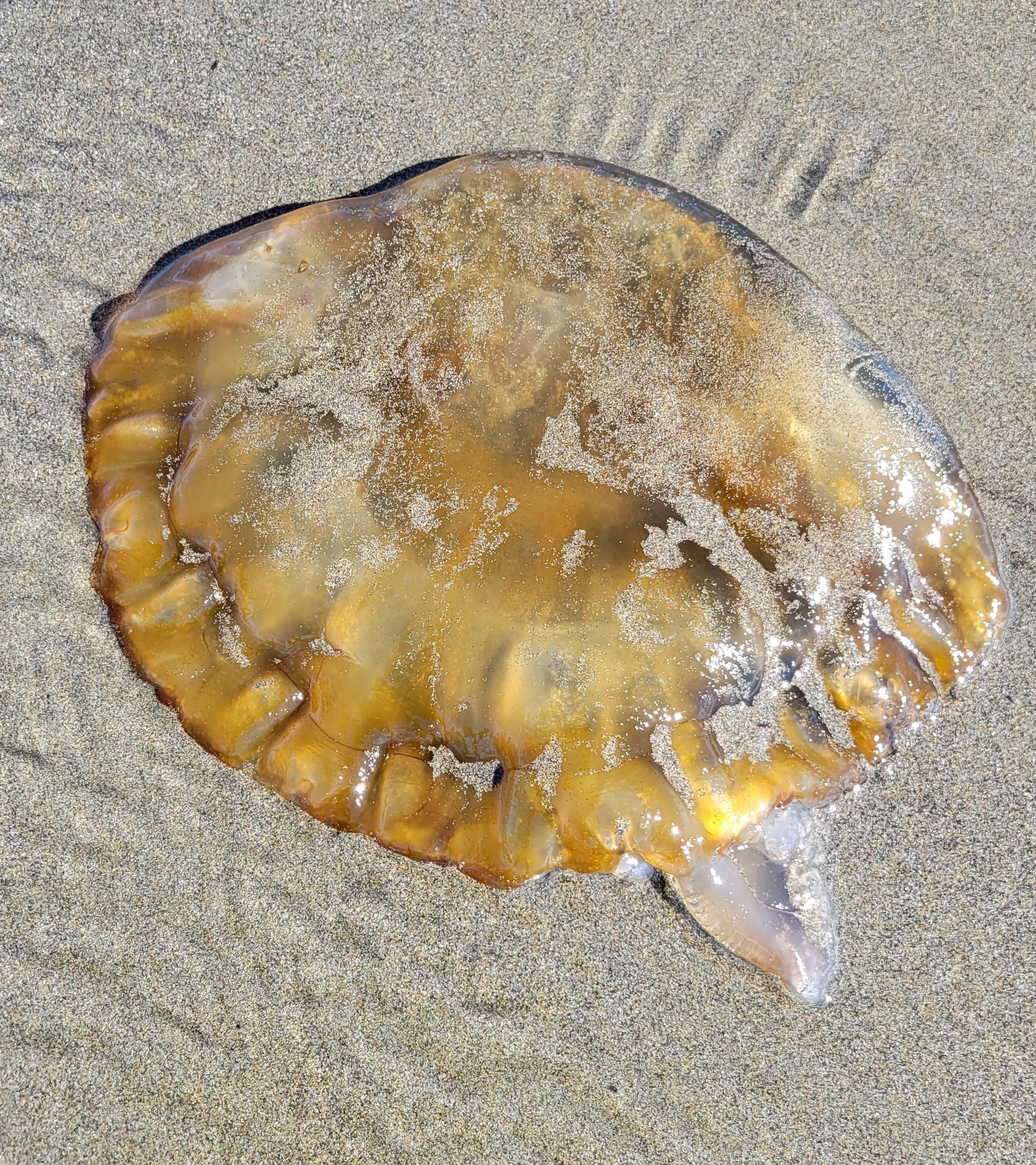 Pacific sea nettle on the sand