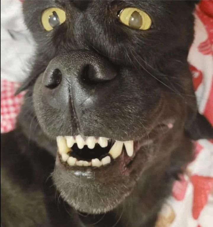 At first glance this looks like a smiling dog on its back with crazy eyes.

A closer look shows the eyes belong to a cat, also on its back, with its head snuggled close enough they read visually as a single entity.

This photo is not mine, and was found uncredited online - if you know the original source I’m happy to give credit.