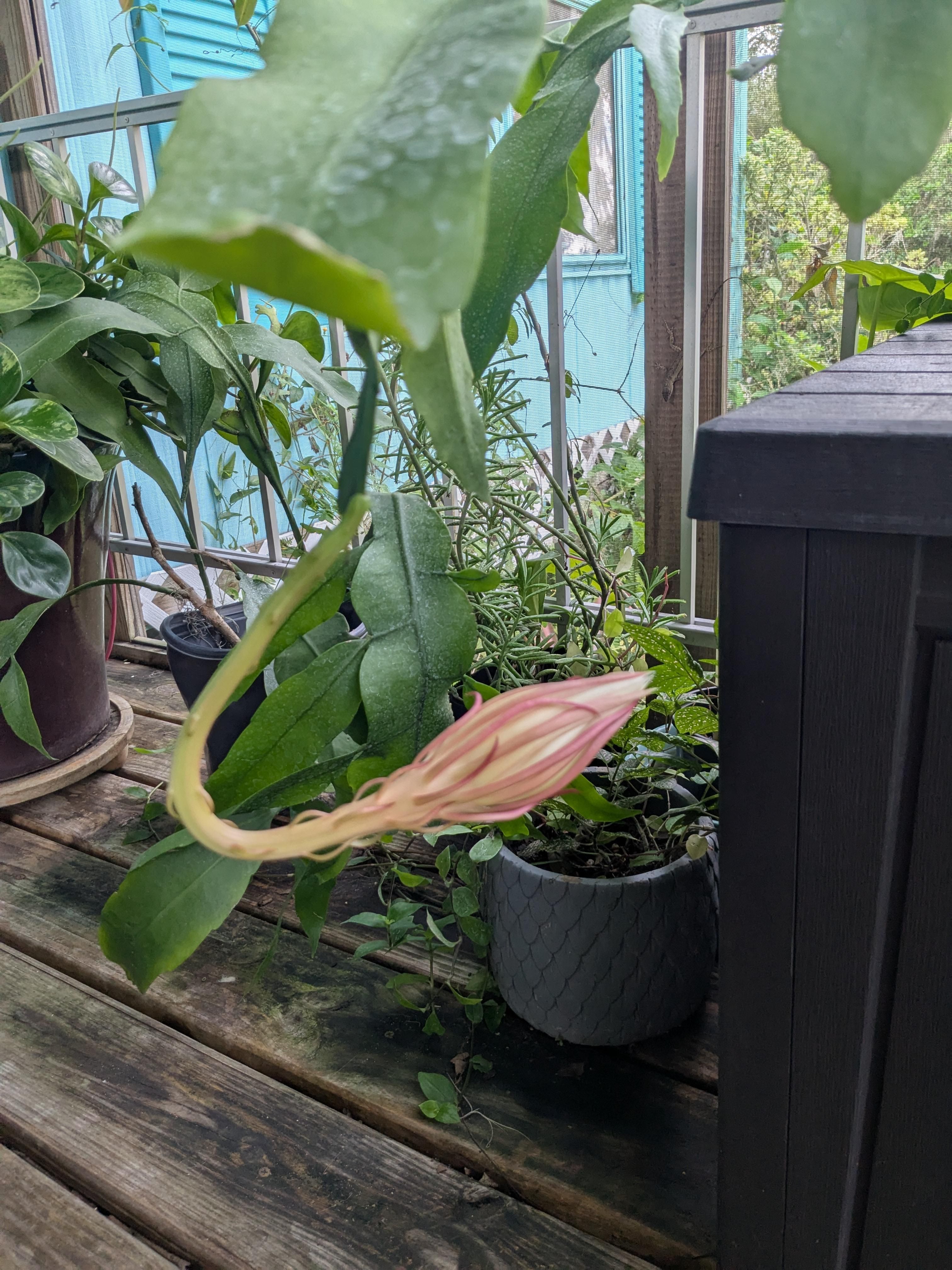 A fleshy flower bud of yellowish green and pink hangs from a dark green cactus leaf