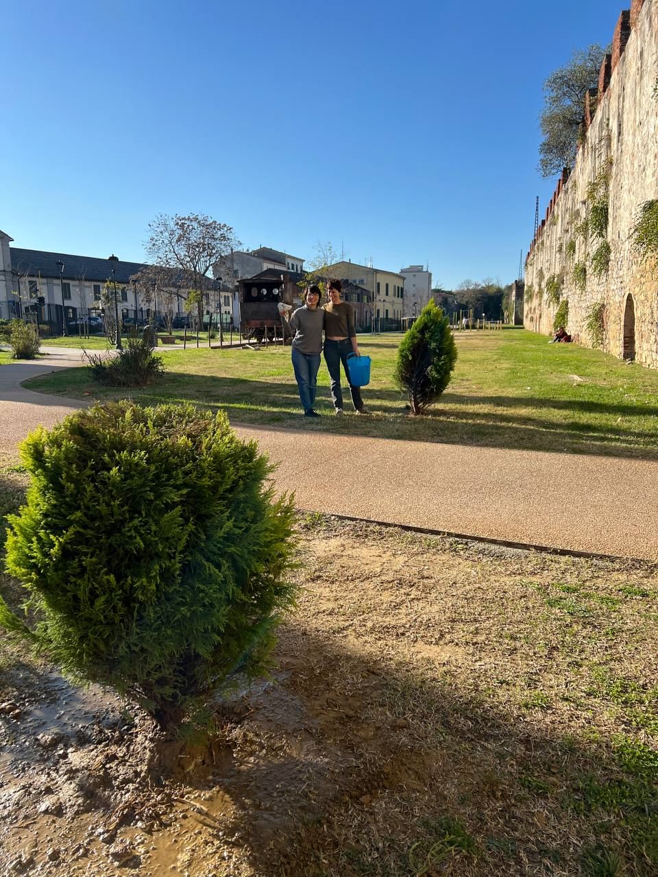 Due giovani cipressi nel parco Stampace di Pisa, con le mura sulla destra.