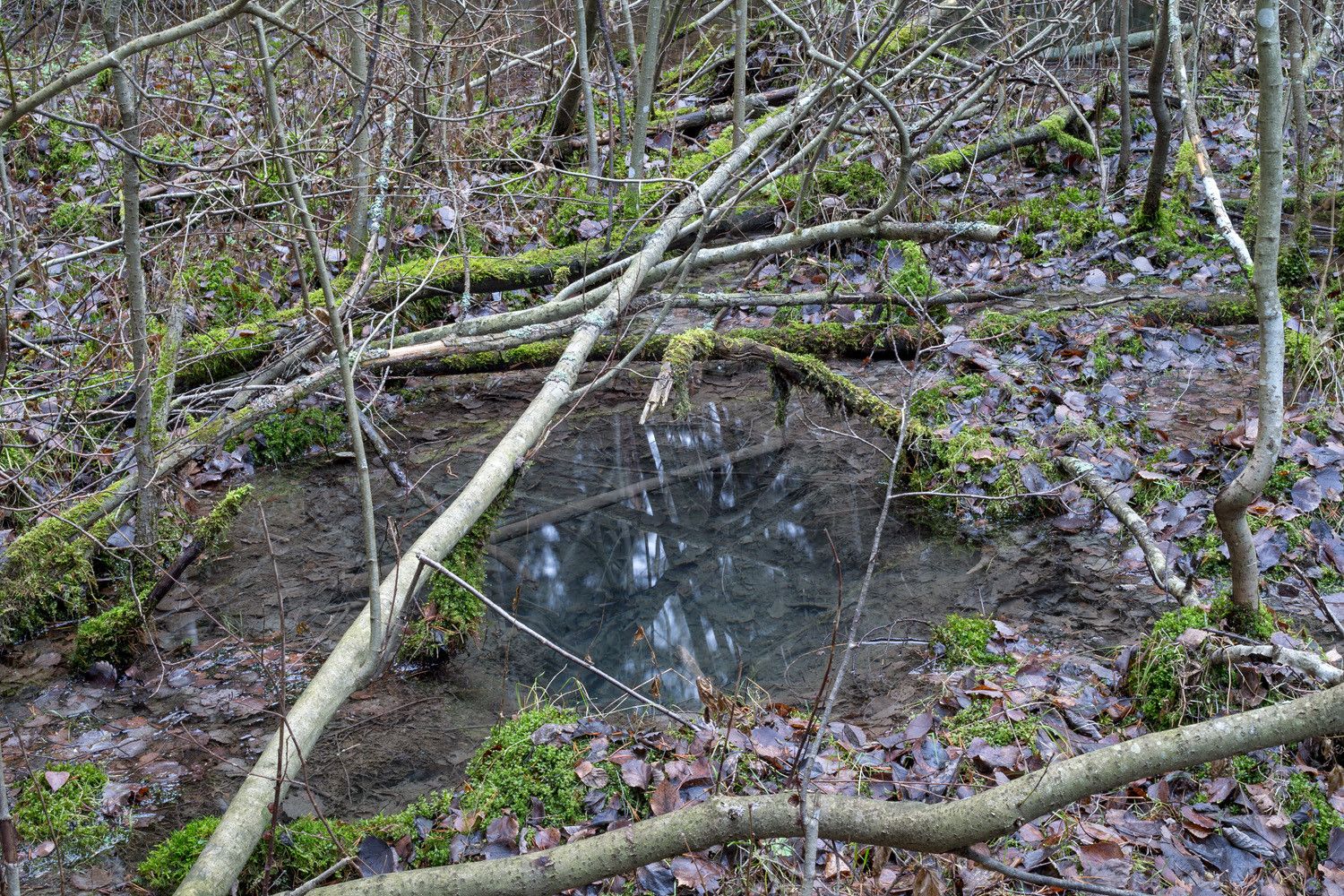 Kirkasvetinen aavistuksen harmahtava lähdeallikko, josta heijastuu sen ylle kaartuvia lehtipuiden runkoja.