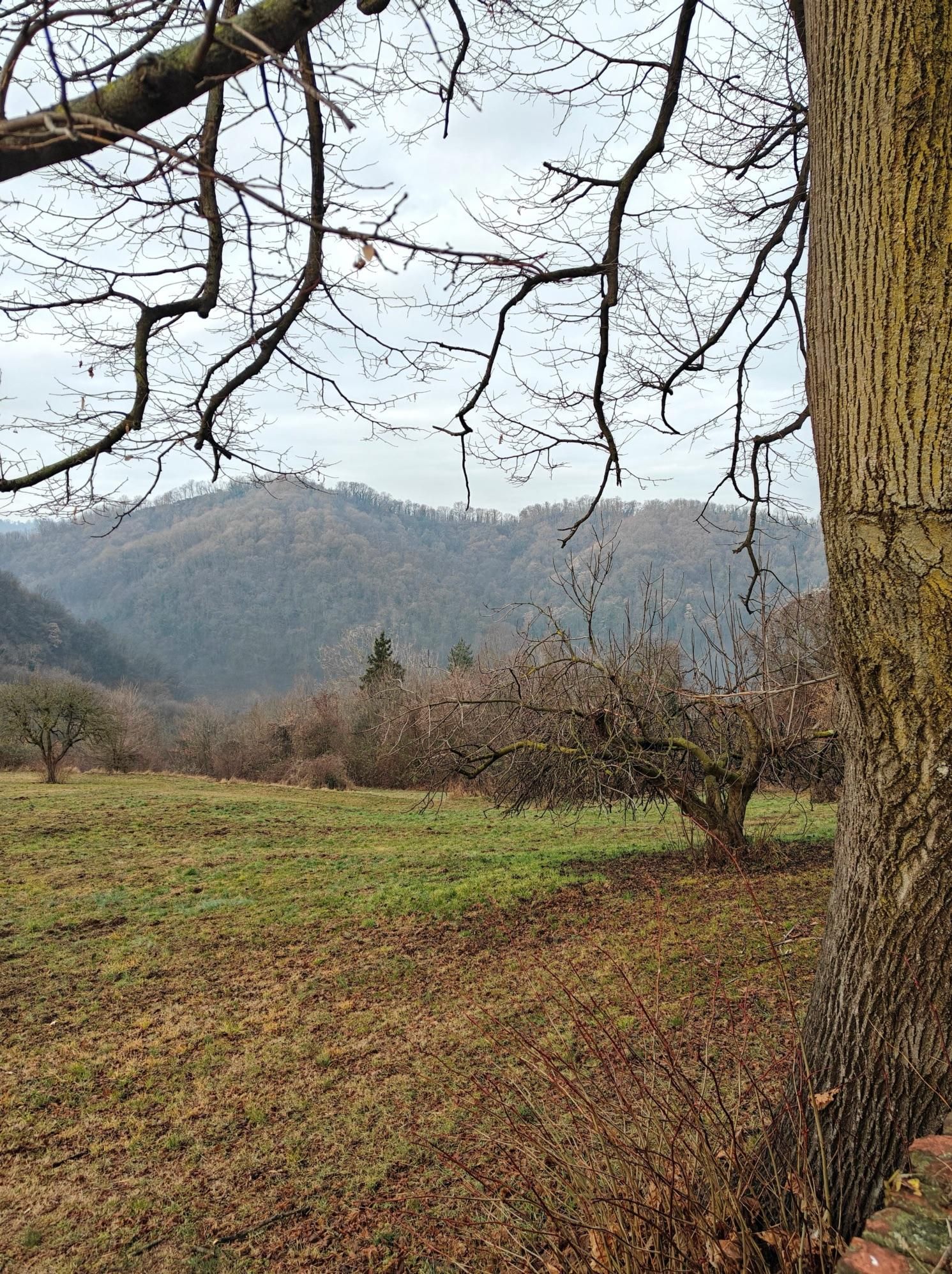 Veduta di una valle rurale in una giornata nuvolosa. Sulla destra spicca il tronco di un grande albero, mentre rami spogli incorniciano la parte superiore della foto. In mezzo a un prato d'erba secca e verde si trovano piccoli alberi da frutto nudi. Sullo sfondo, colline boscose prive di foglie si stagliano contro un cielo grigio e uniforme.