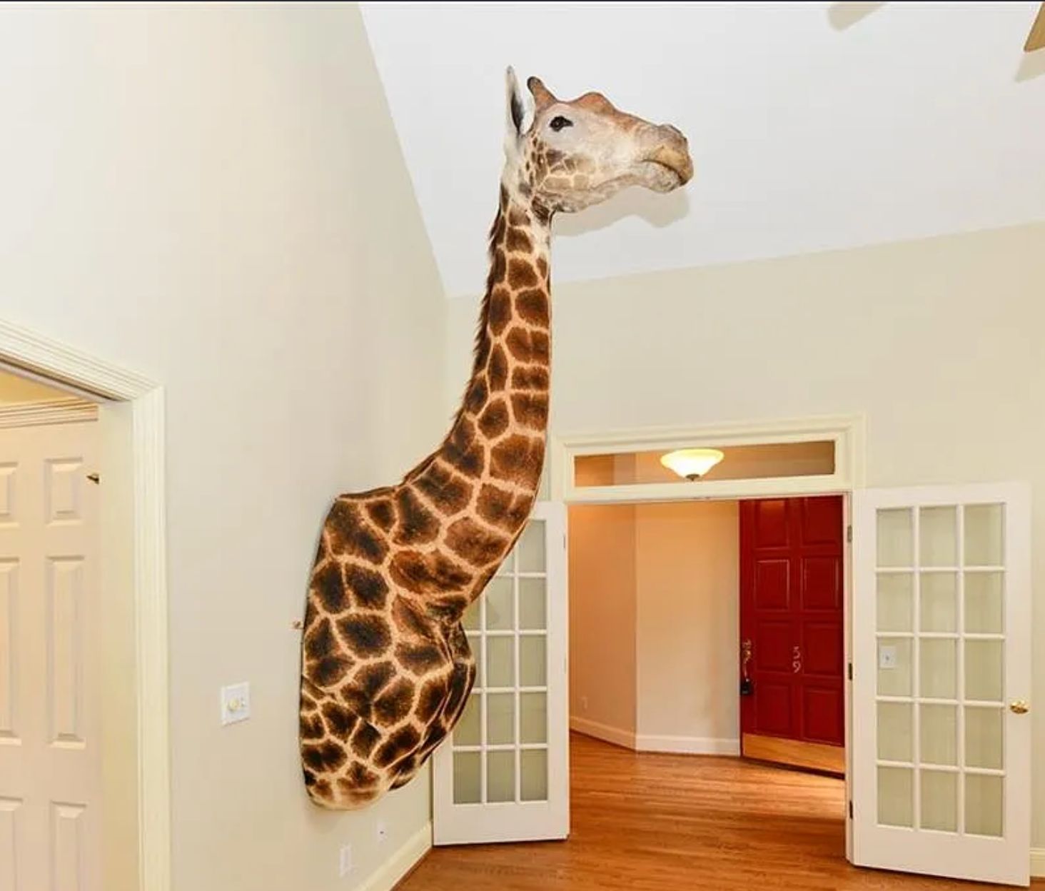 Another view of the same front of a giraffe coming out of the wall. 