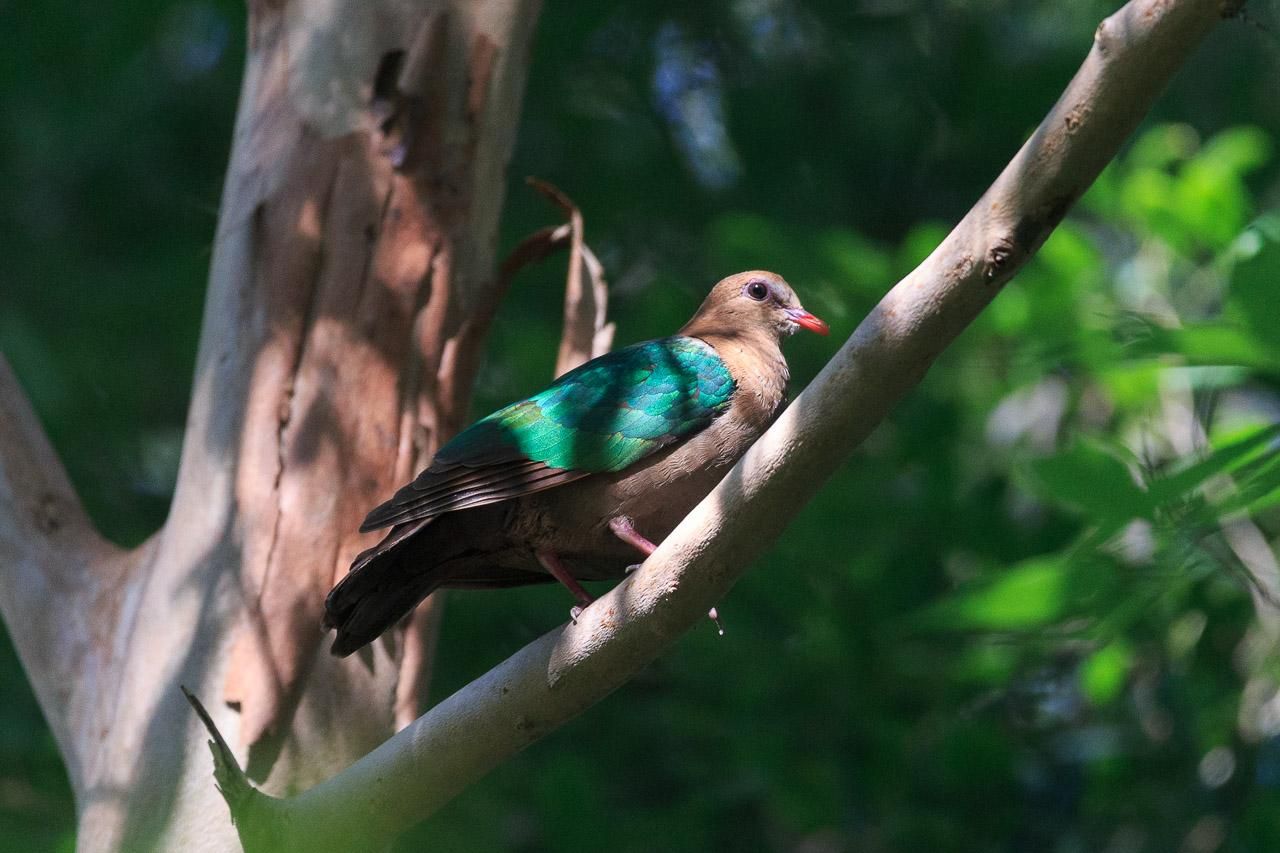 A small brown dove with bright emerald wings perched in a tree. The sun is making the wings shine in a metallic way. 