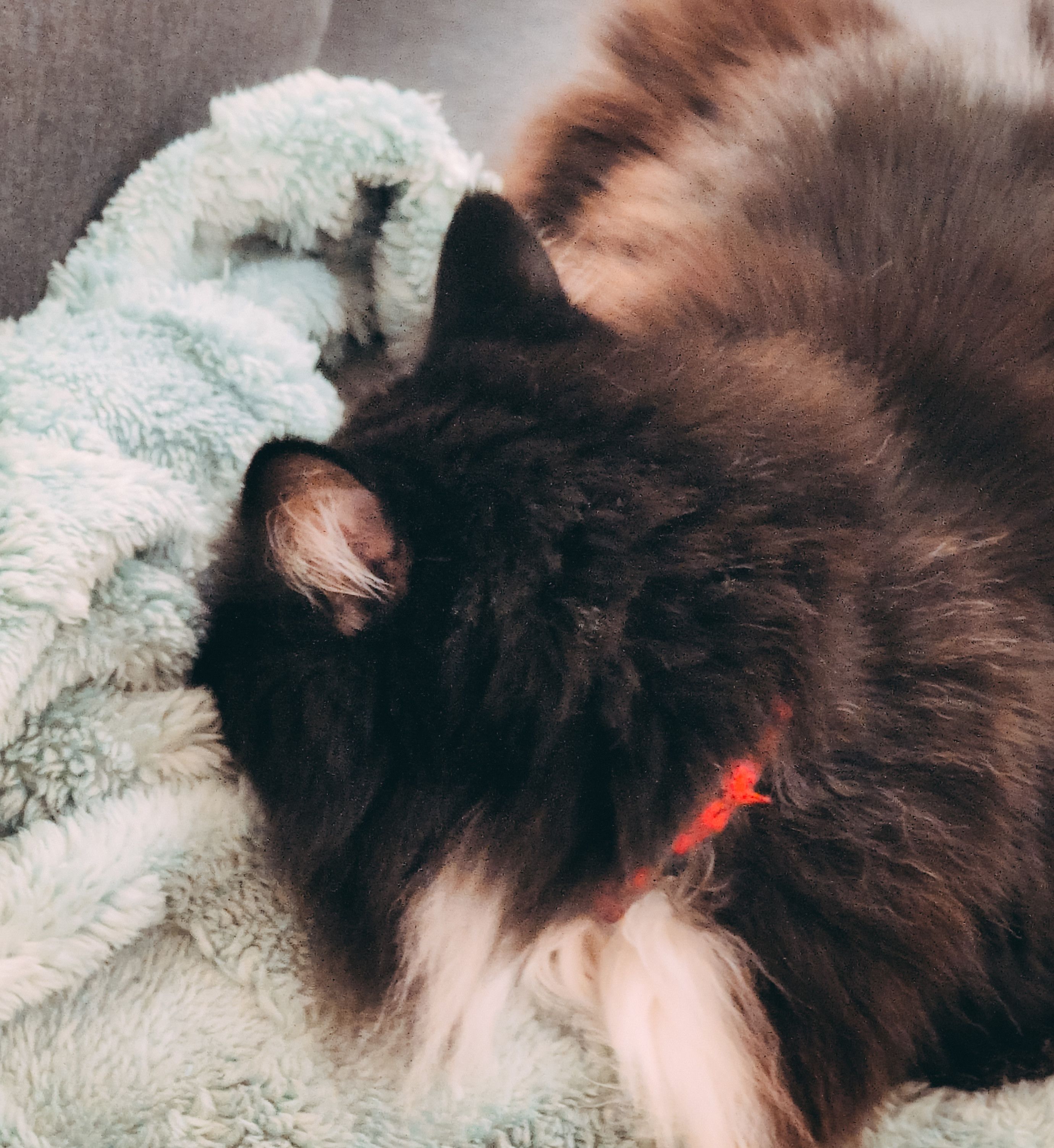 floofy tuxedo cat burying his head into a blankie