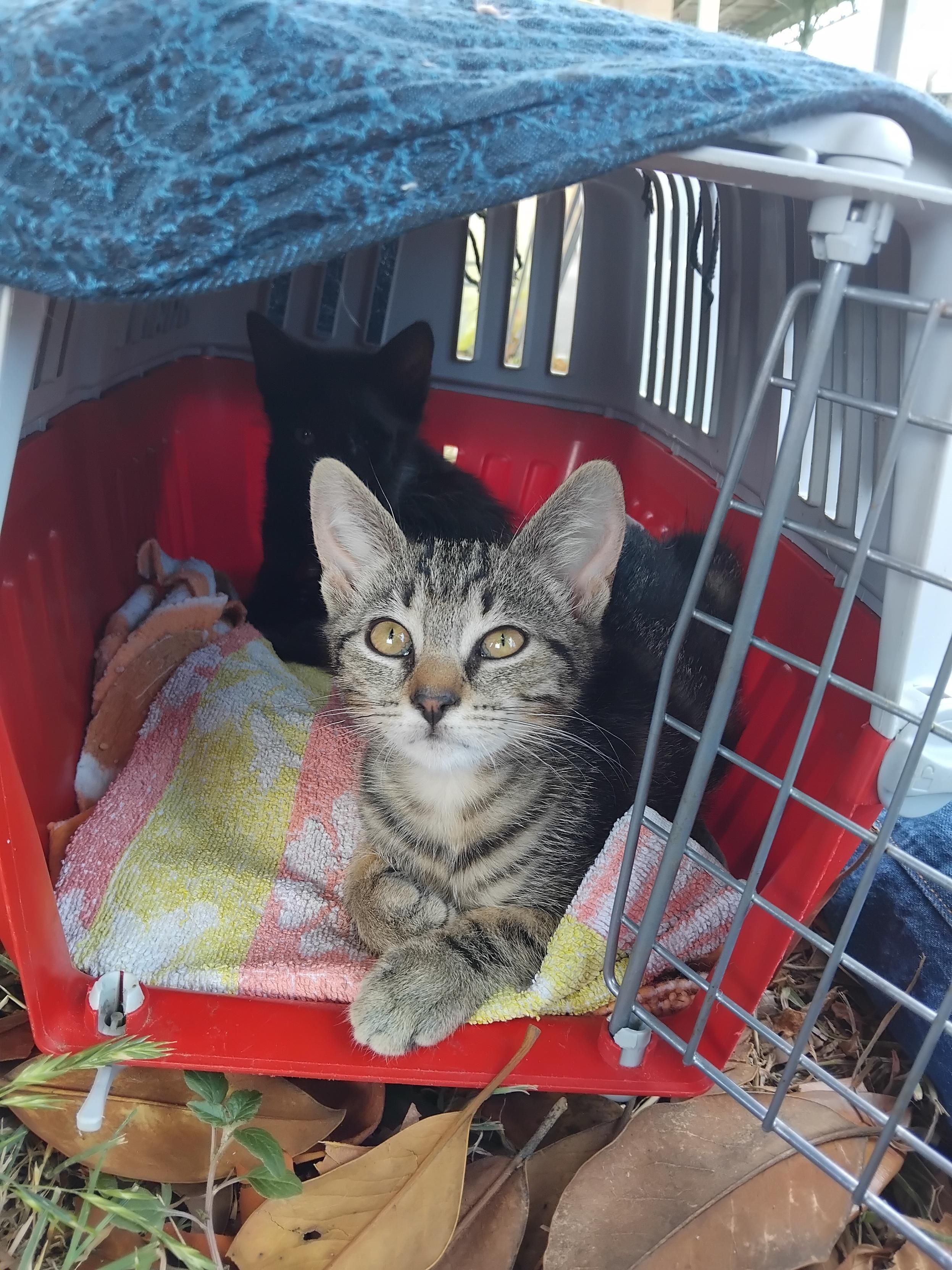 Jira et Pfeffer dans leur caisse de transport pendant le trajet hier. La caisse est posée sur de l'herbe, la porte ouverte. Jira, allongée sur la serviette pliée sur le sol de la caisse, me regarde avec ses jolis yeux bruns. C'est une grande chatonne de bientôt trois mois. Derrière elle, Pfeffer, tout petit petit, qui est un petit blob avec des oreilles au fond du fond de la caisse. 