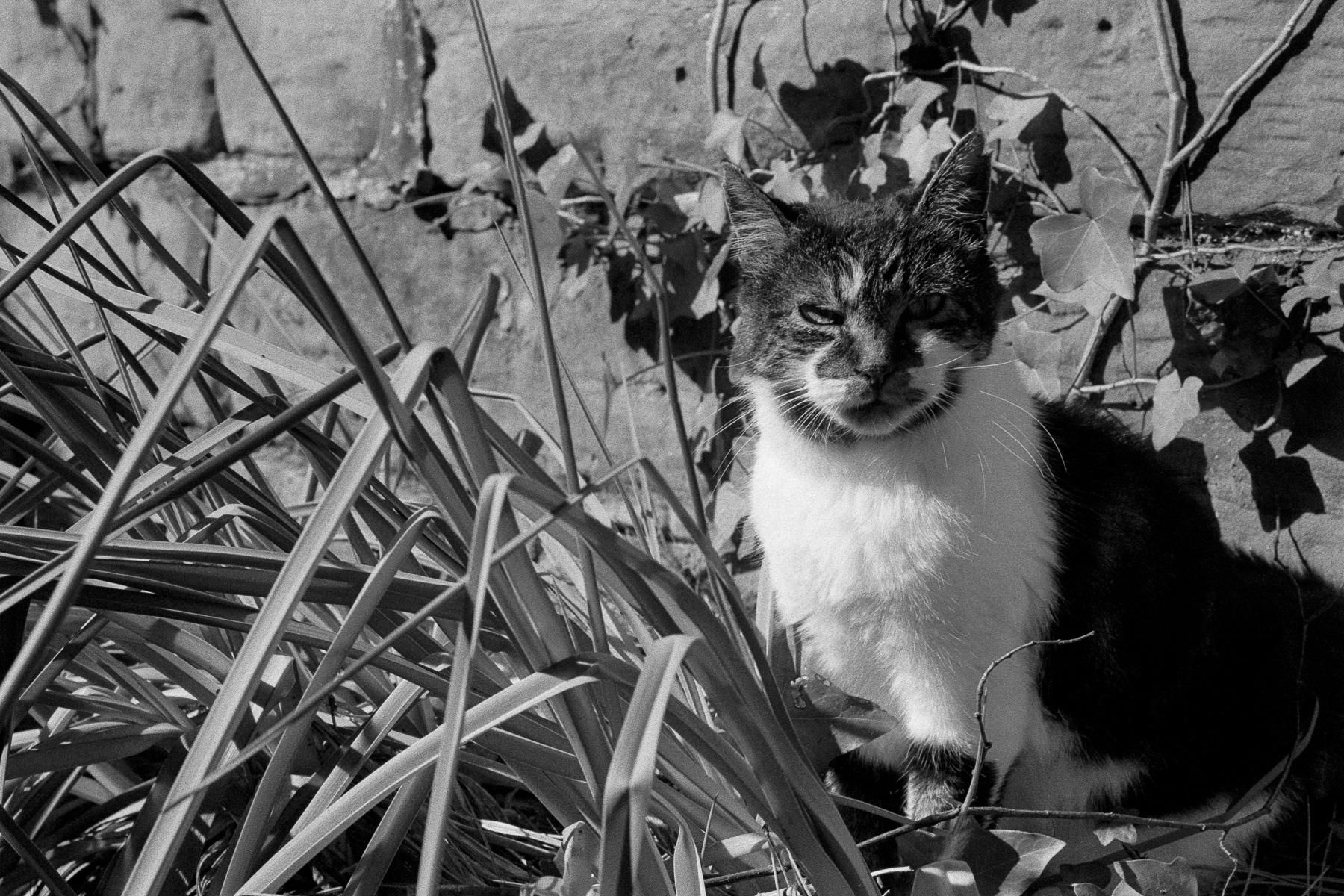 A portrait of my old cat Faris. She used to love sitting in this sink-turned-planter in the back yard. It was a waste of time trying to plant more in it, or trying to make it look good - she'd just crush anything that was in it. Truly the best cat.