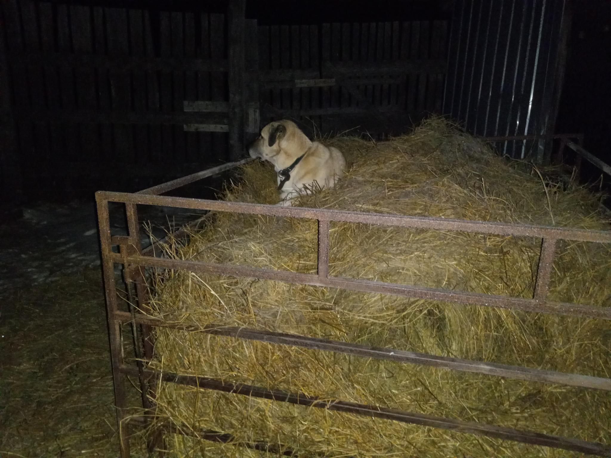 A large yellowish dog, happily laying on top of a metal hay feeder full of hay.  He's about 3 feet off the ground in the hay pile.  It's dark out, and there's a tall wooden fence barely visible in the background.