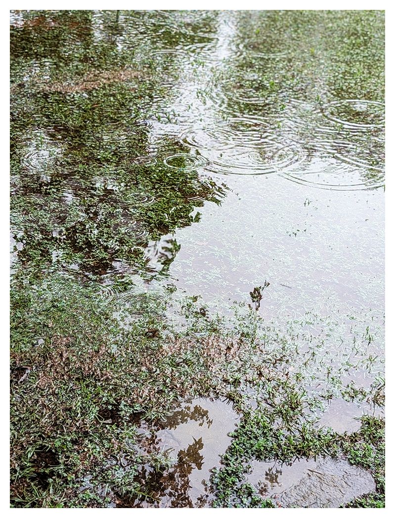 a grassy area is covered in water. raindrops make circles. nearby trees are reflected on the water.
