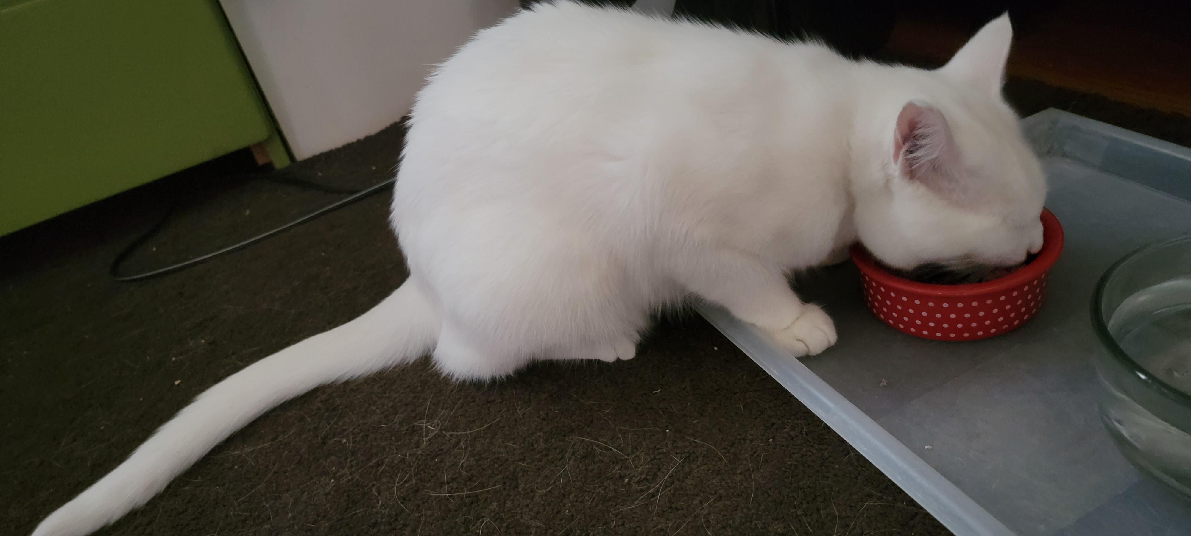 Young white kitty eating his breakfast out of a red bowl