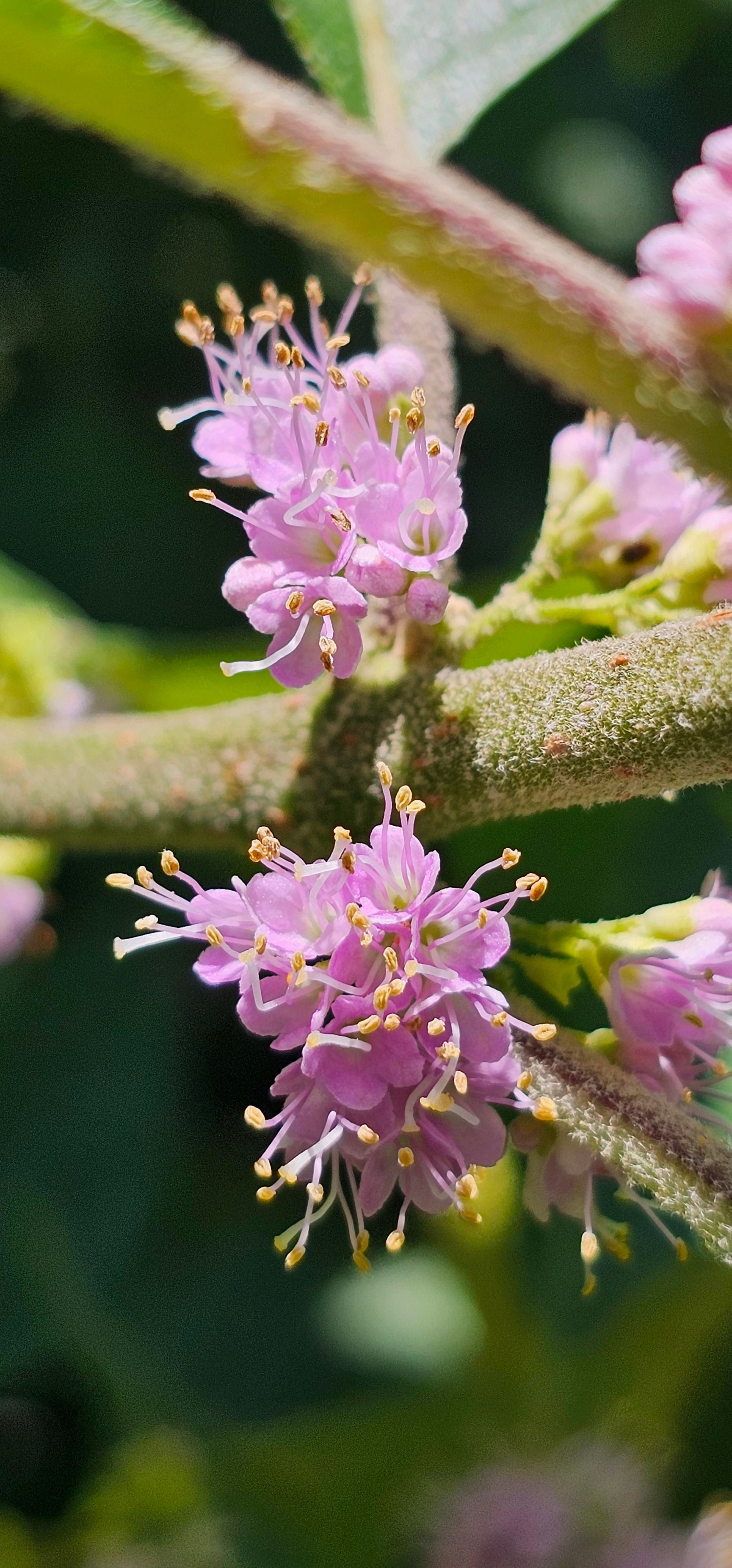 Two bundles of small bright pink flowers, one above the other, arising from a thick stem. Background id blurry.