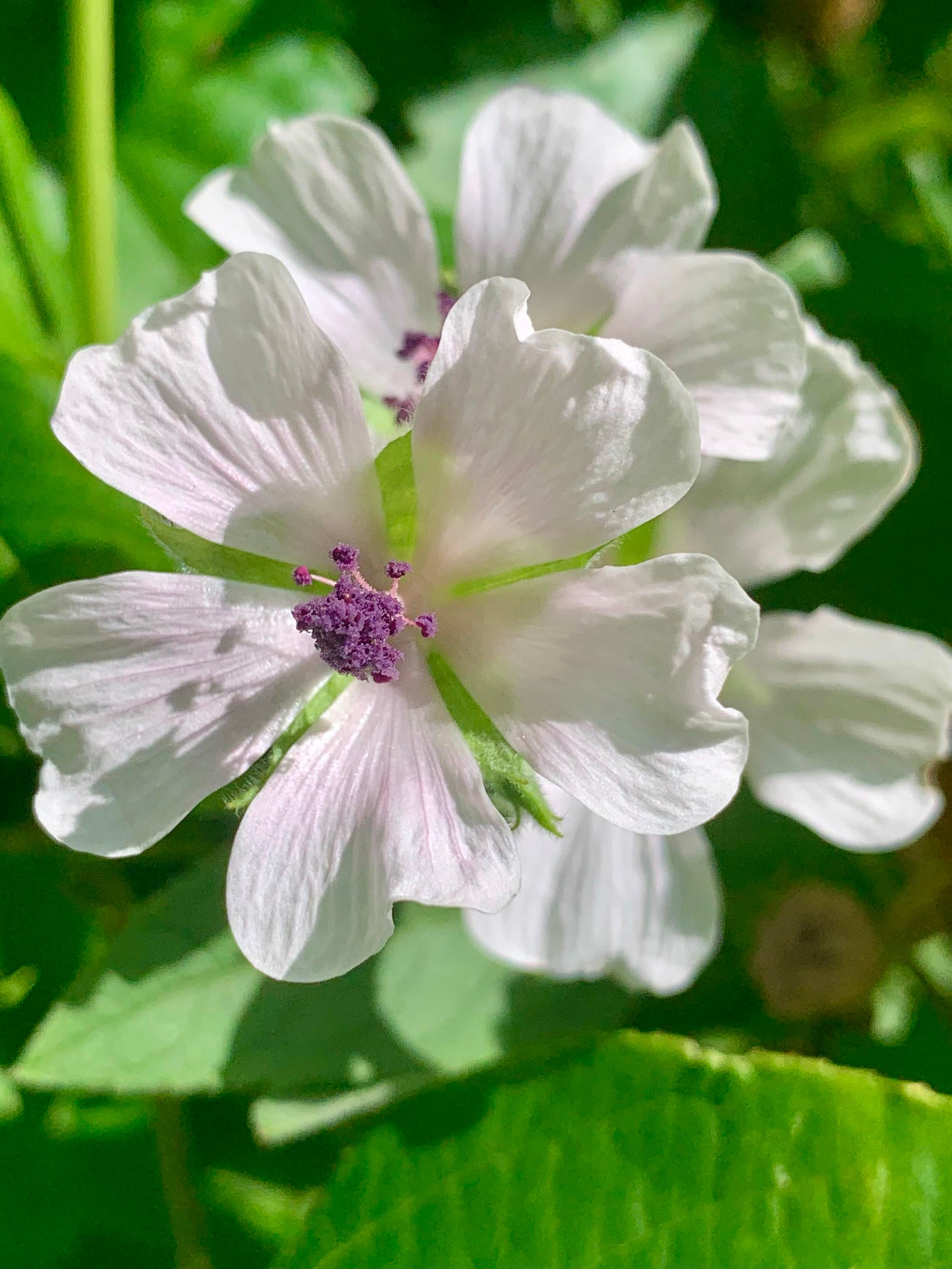 A close-up of a delicate flower with pale pink petals and a central cluster of purple stamens, surrounded by green foliage.
